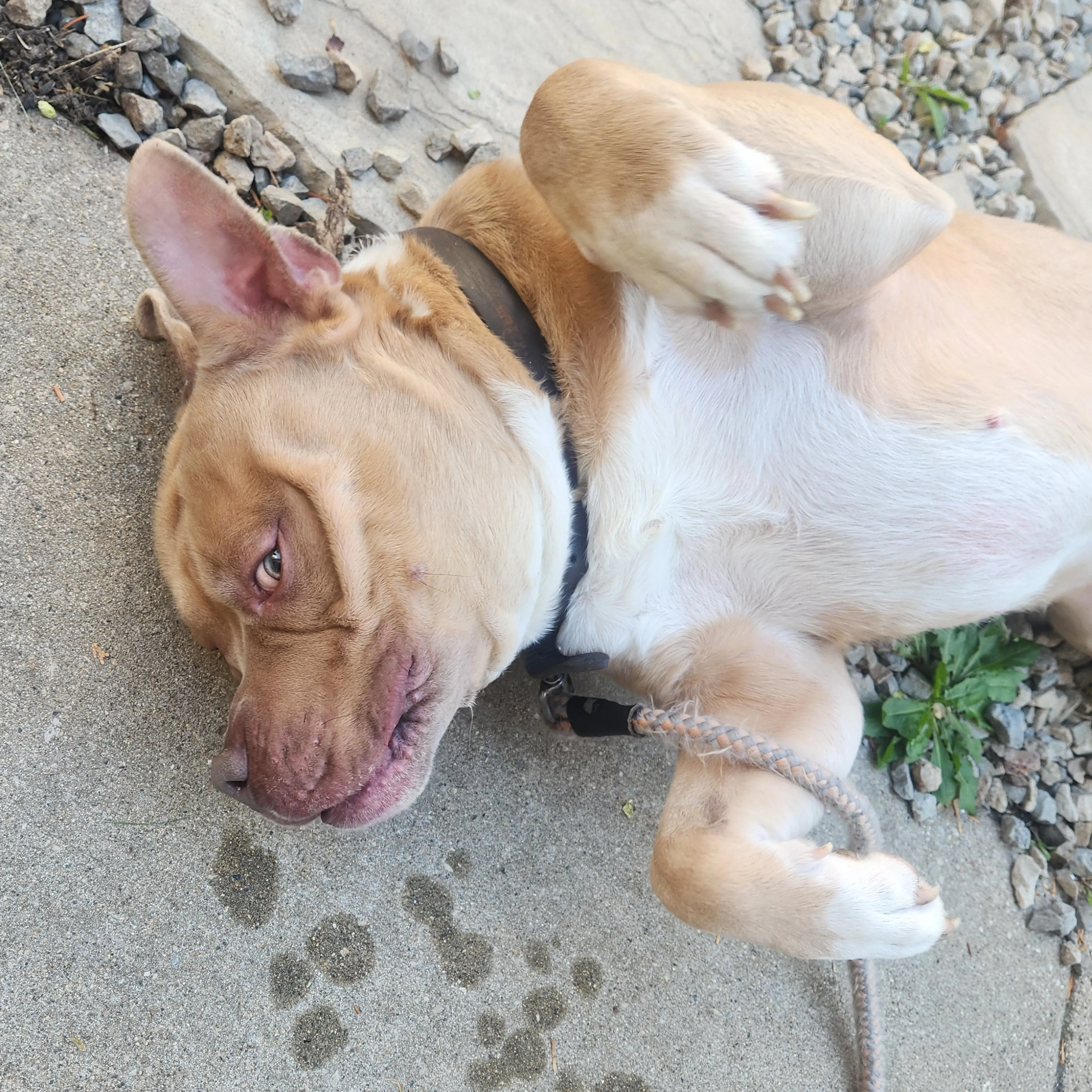 Found pet-2
