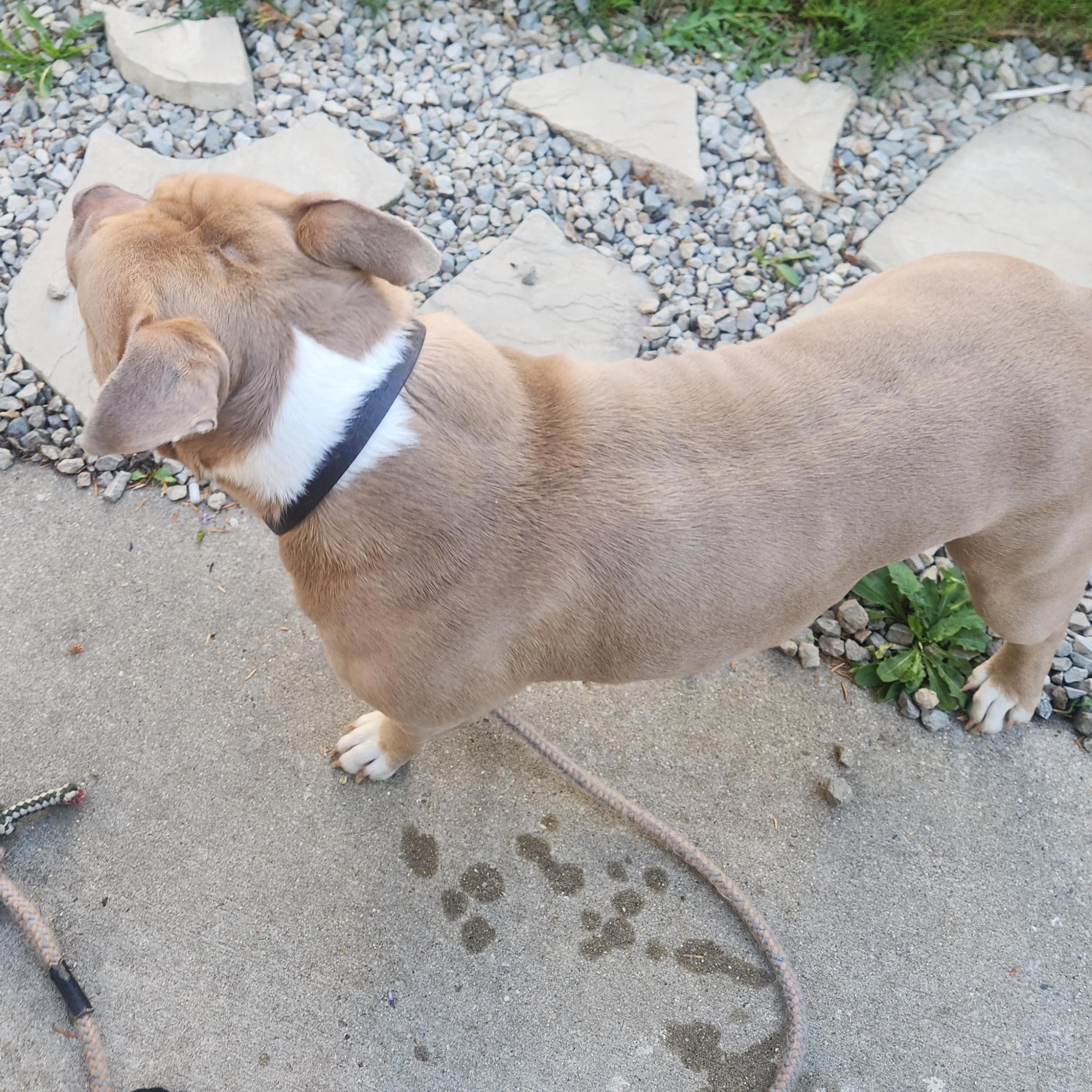 Found pet-1