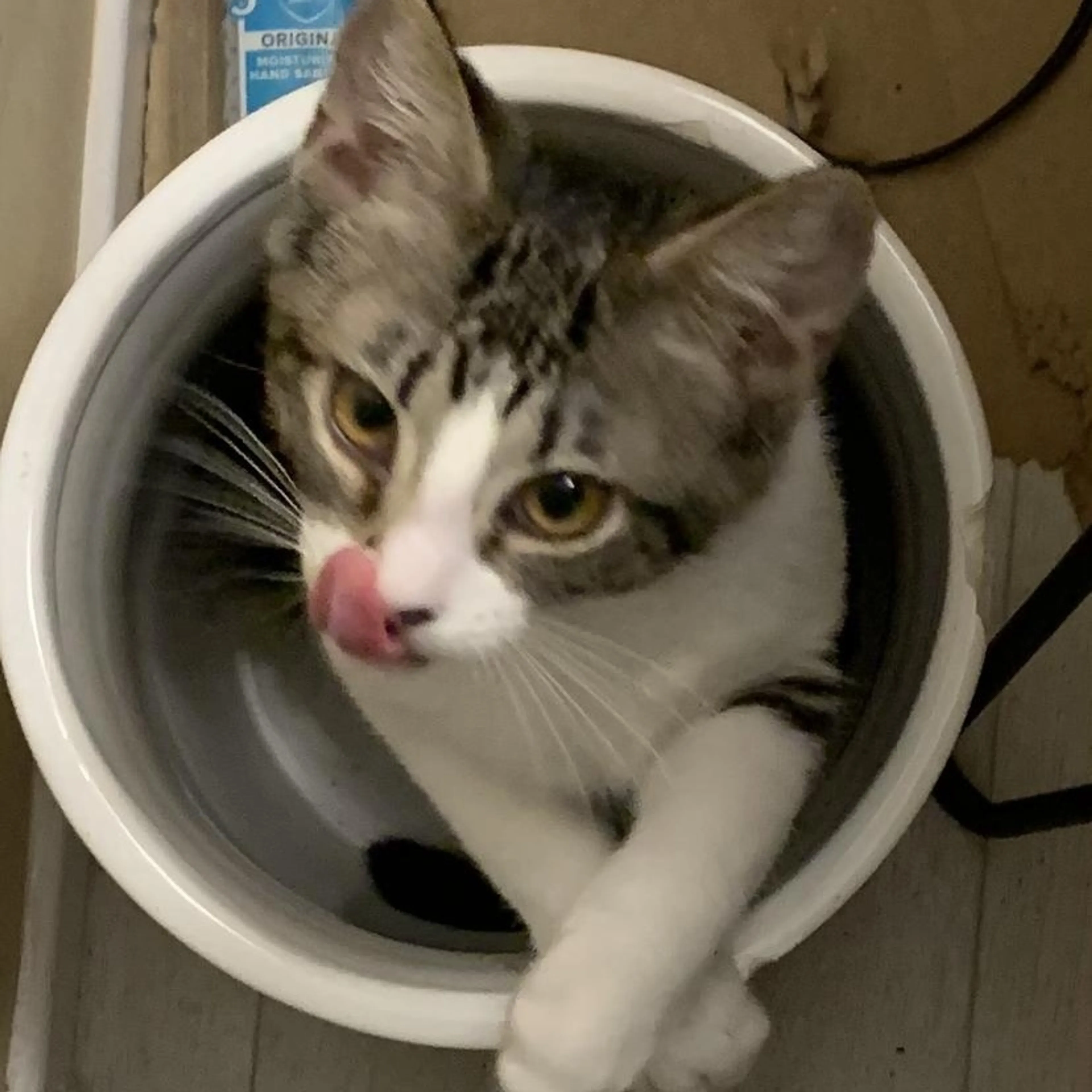 Found pet-1