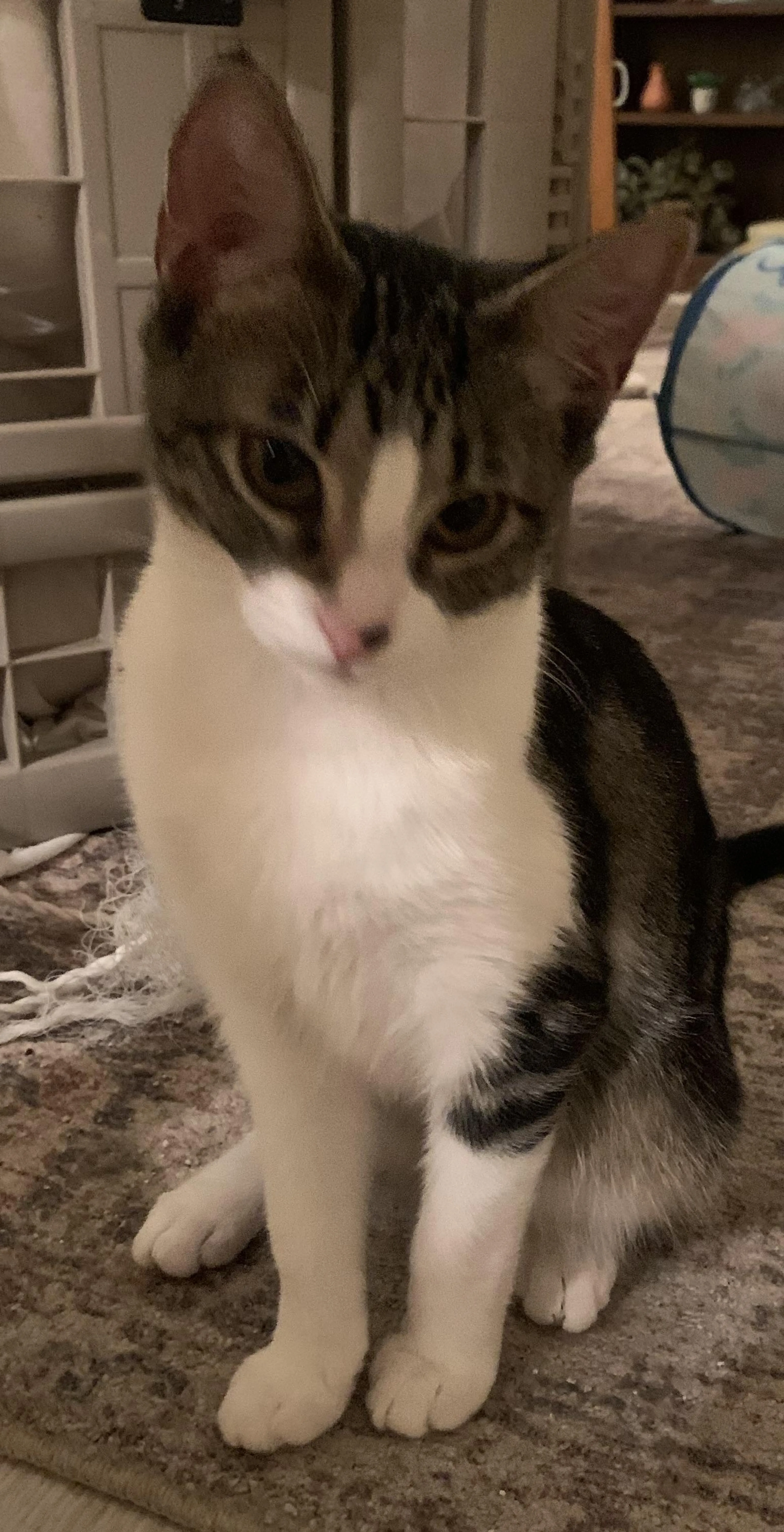 Found pet-2