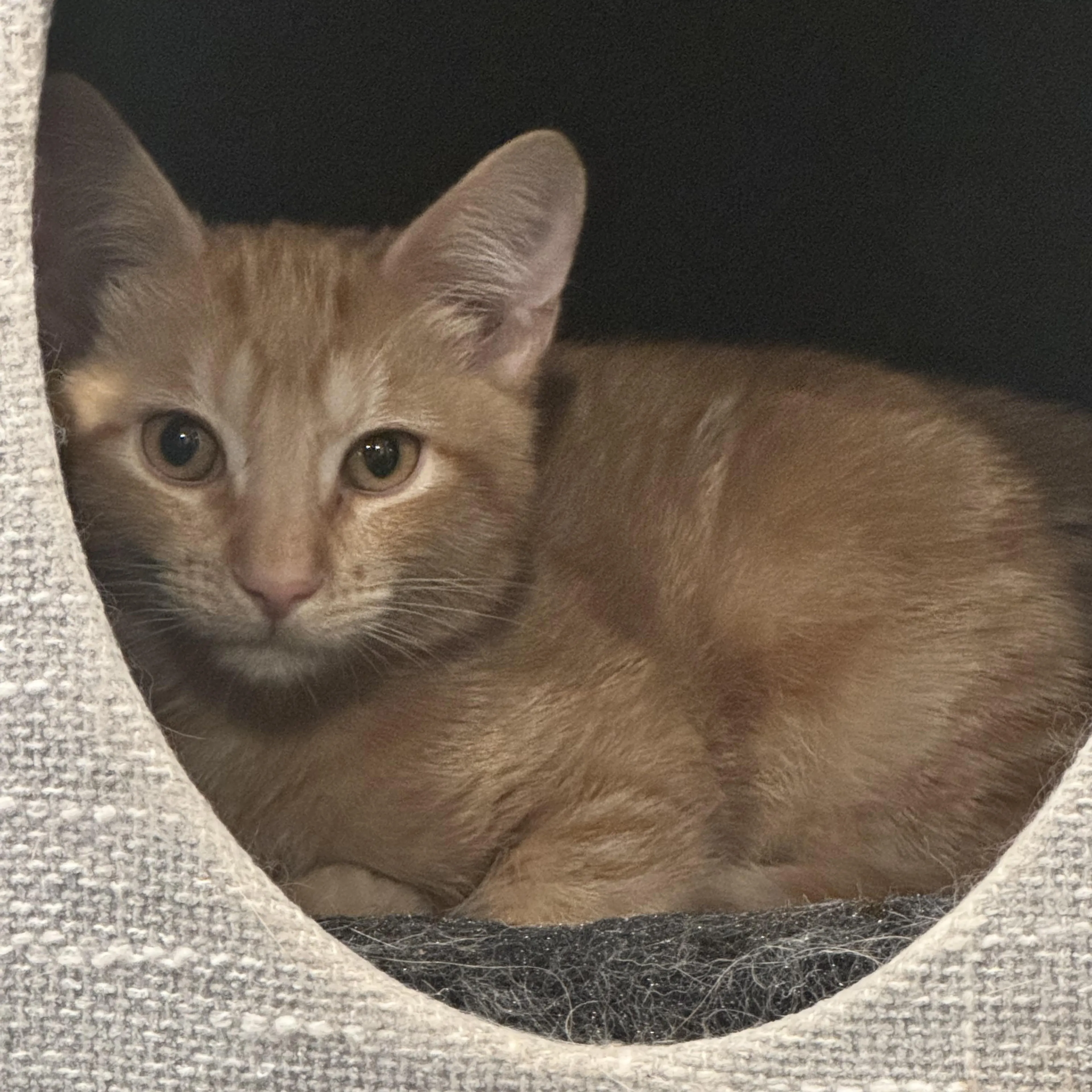 Found pet-1