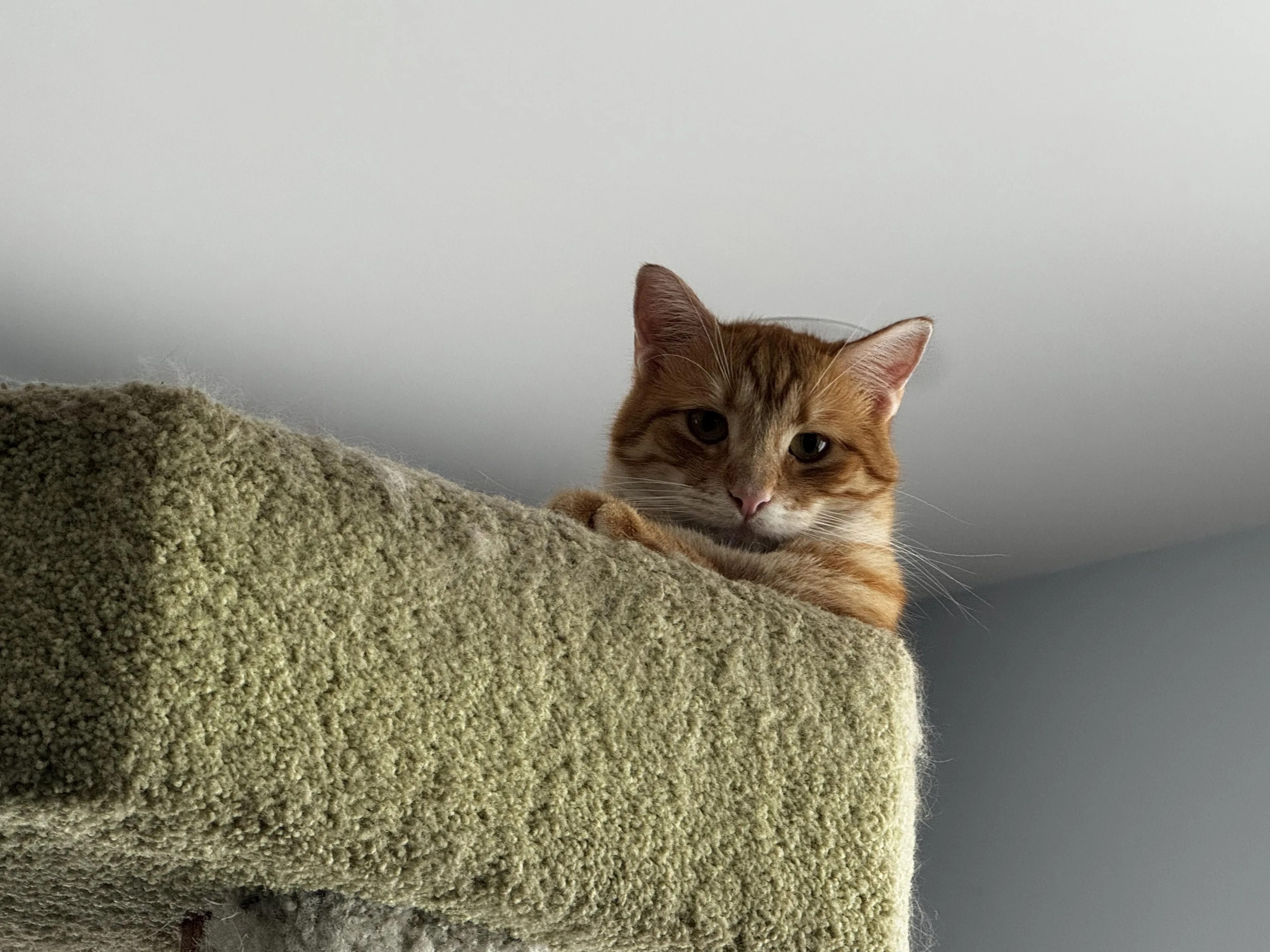 Found pet-4