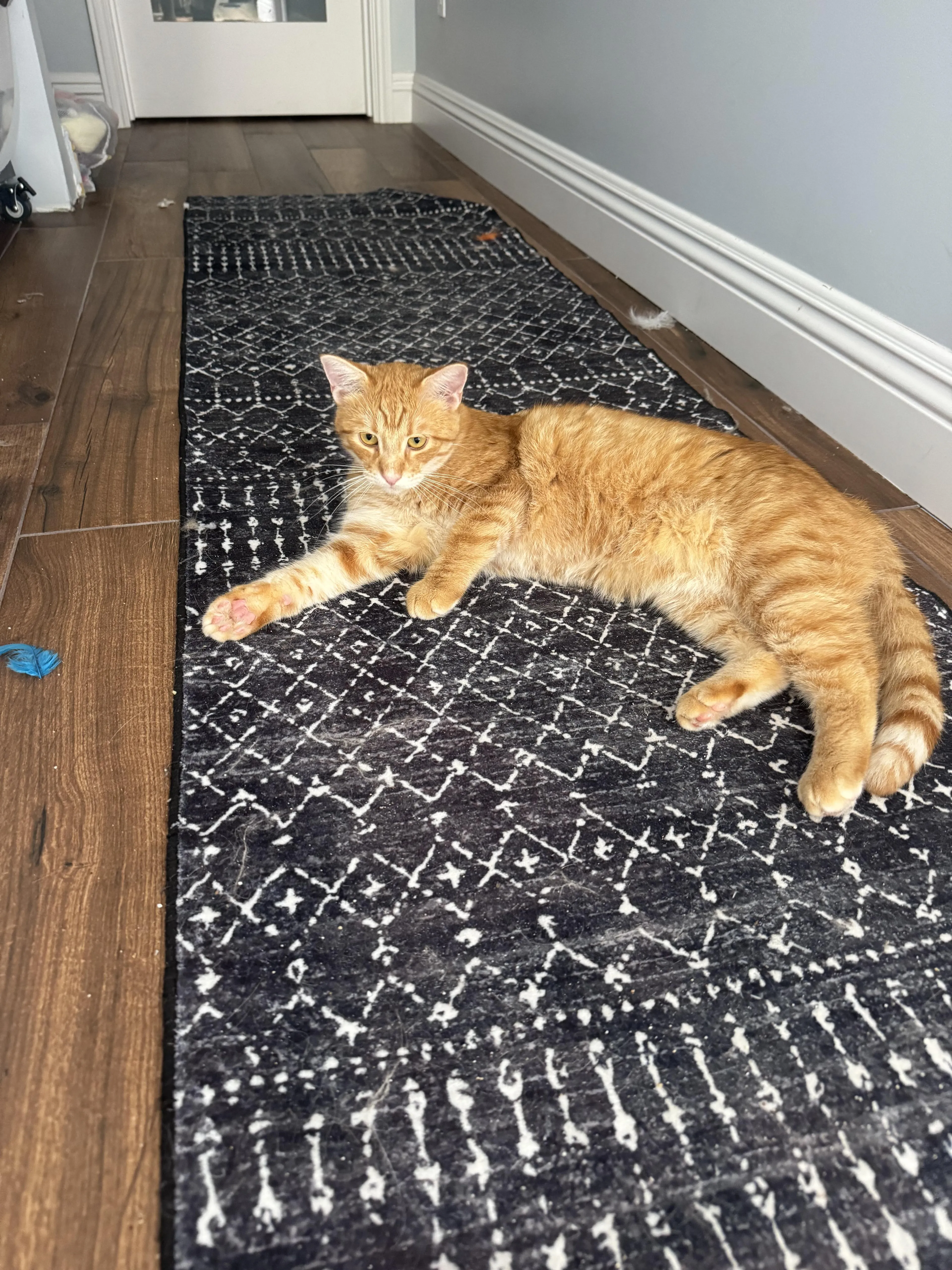 Found pet-2