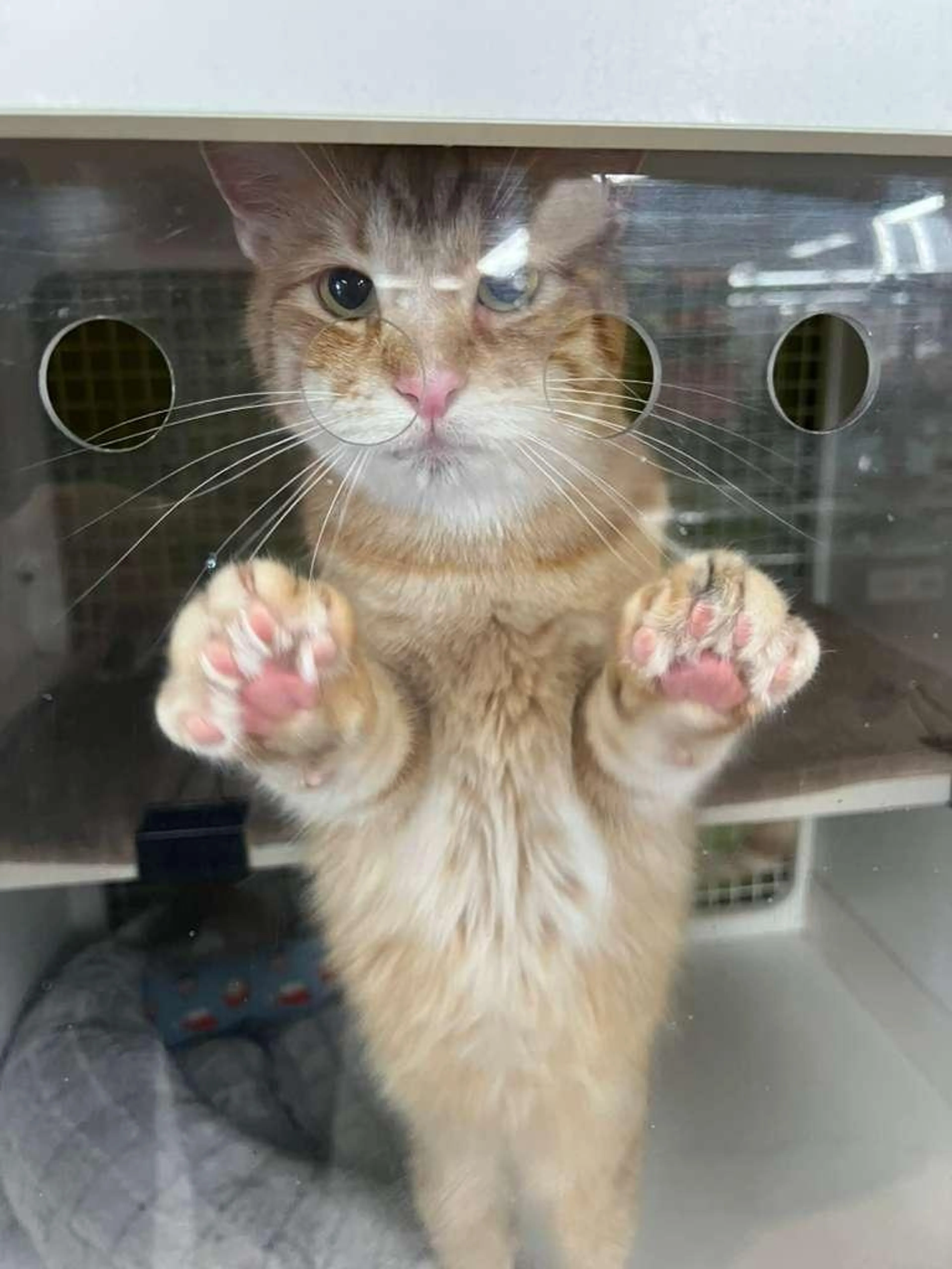 Found pet-5