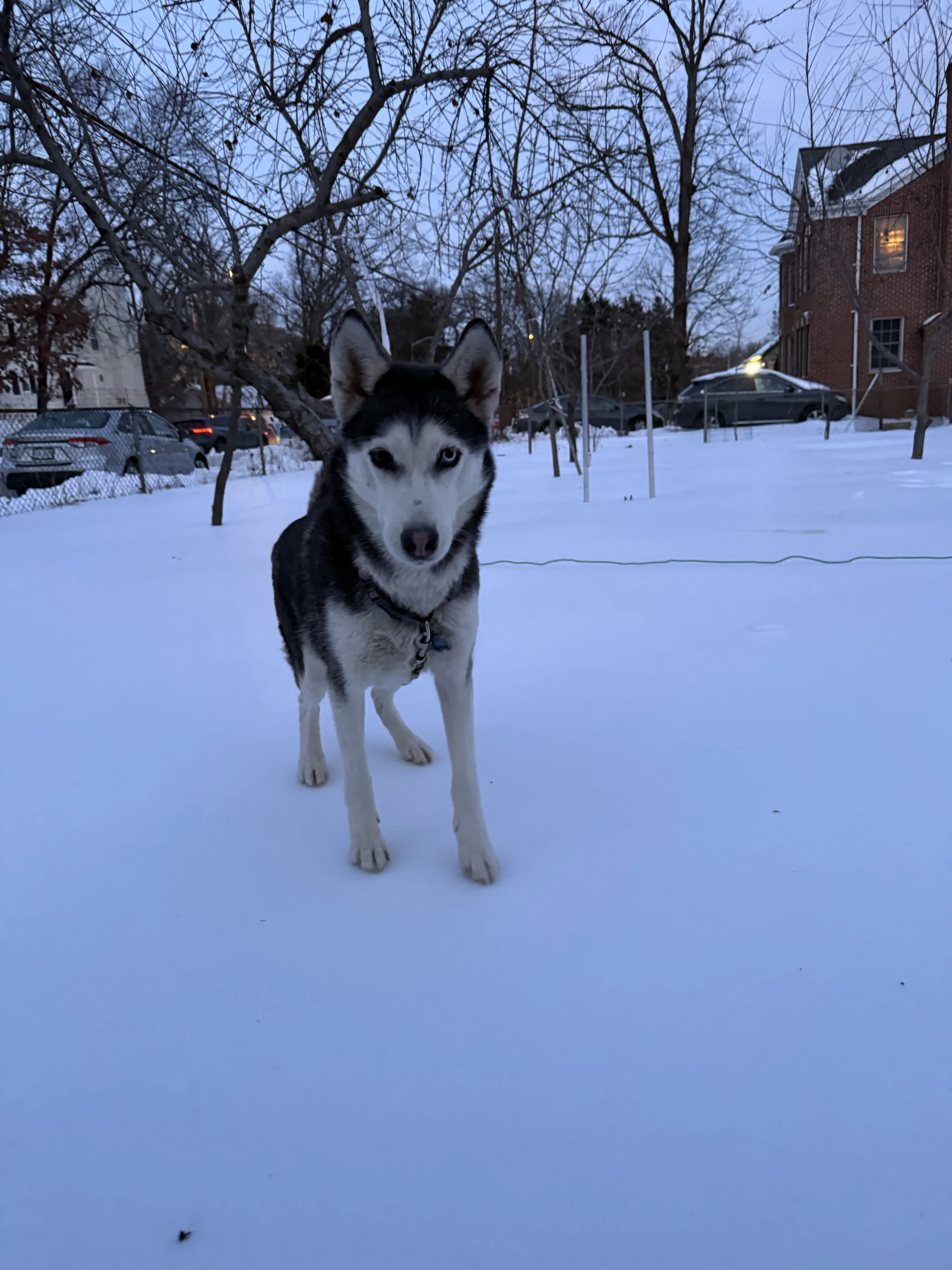 Lost pet-0