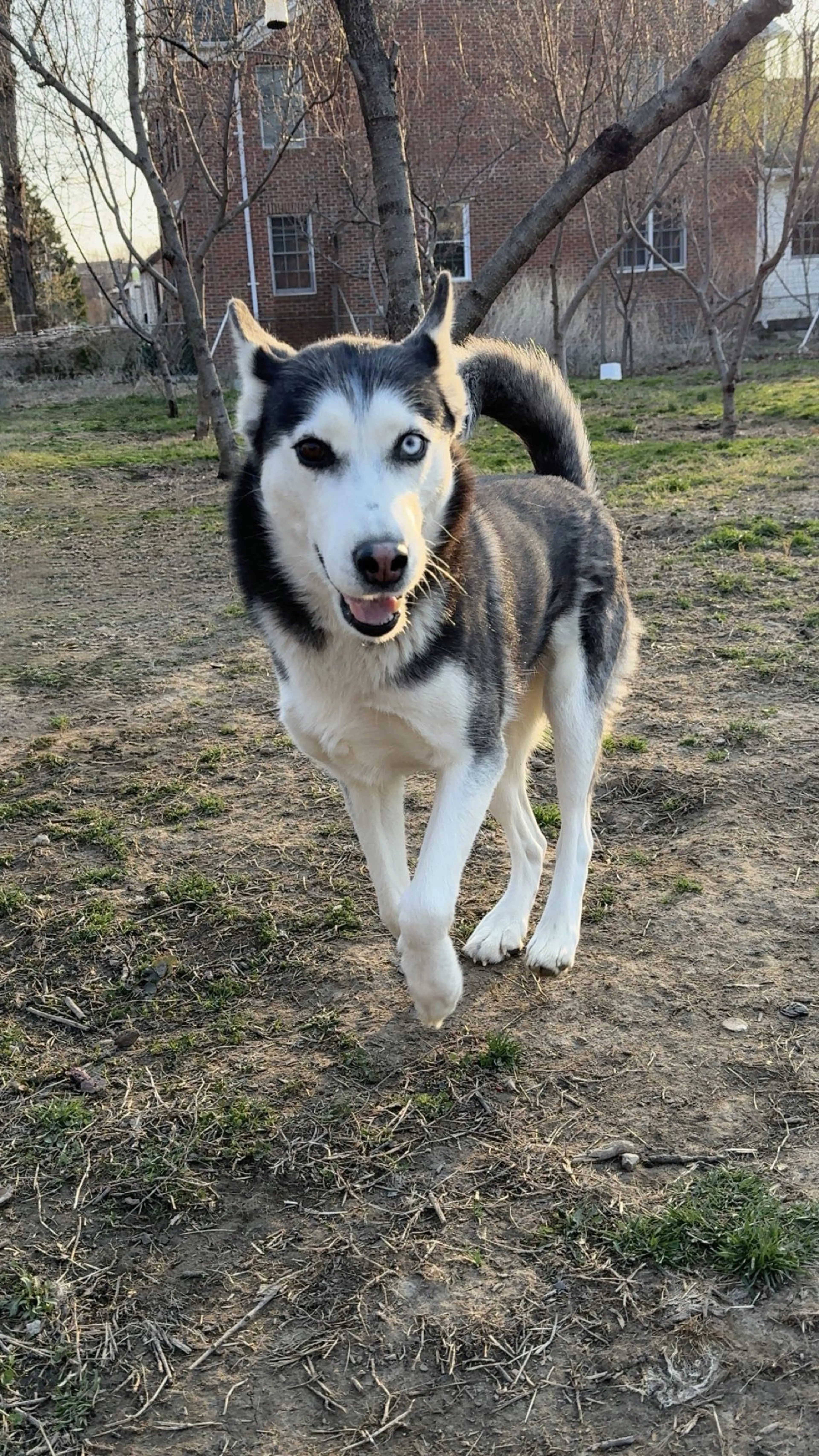 Lost pet-1