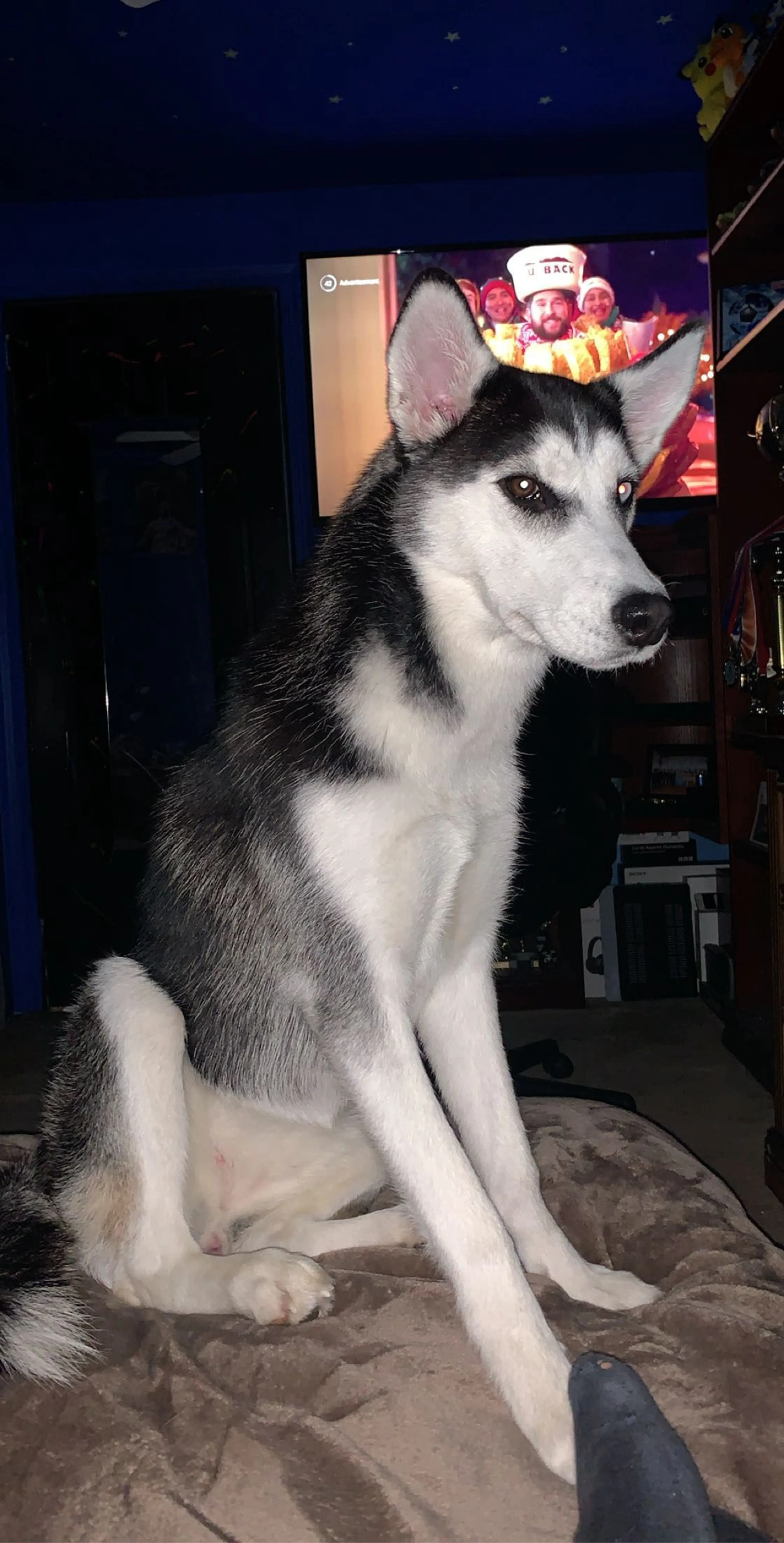 Lost pet-2