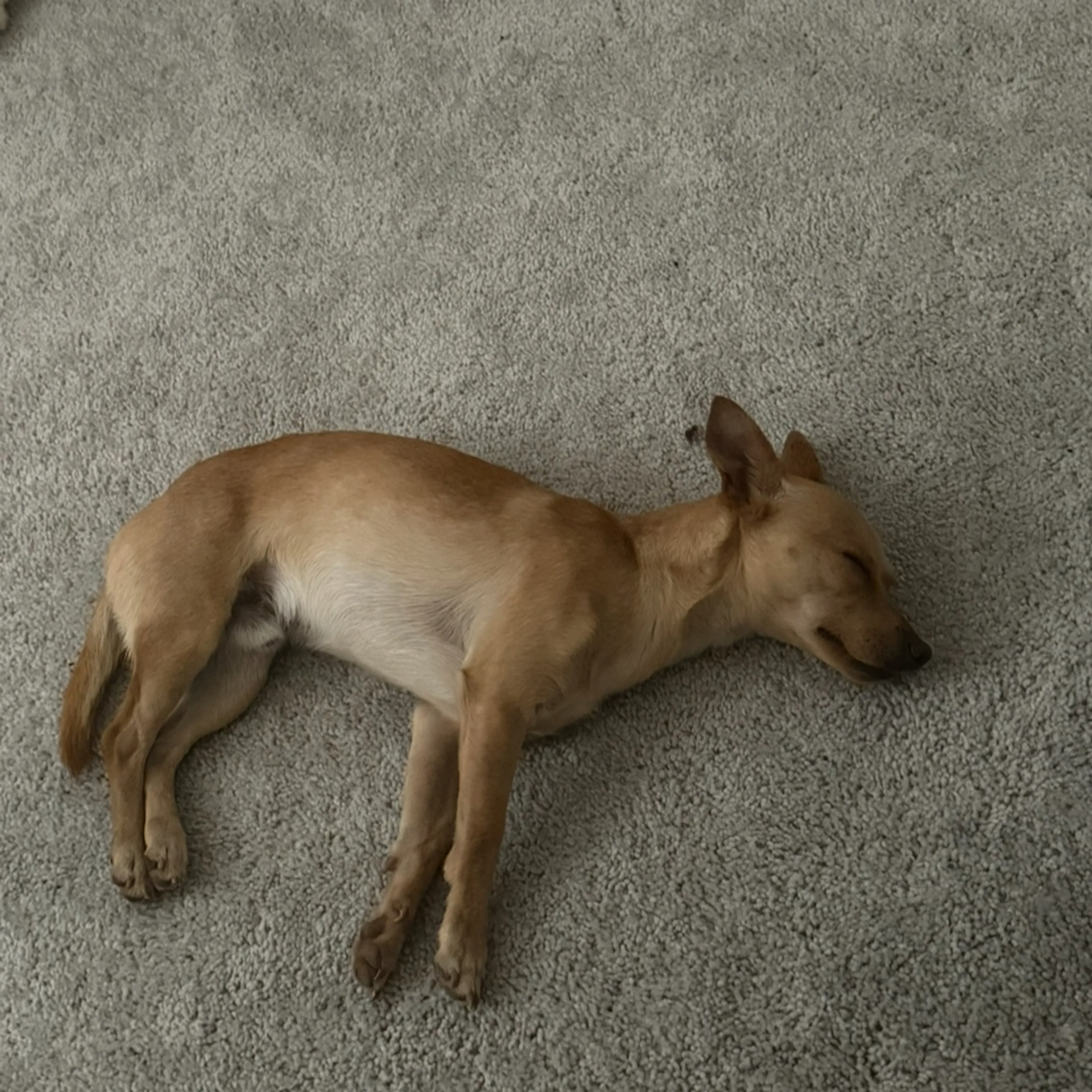 Lost pet-1