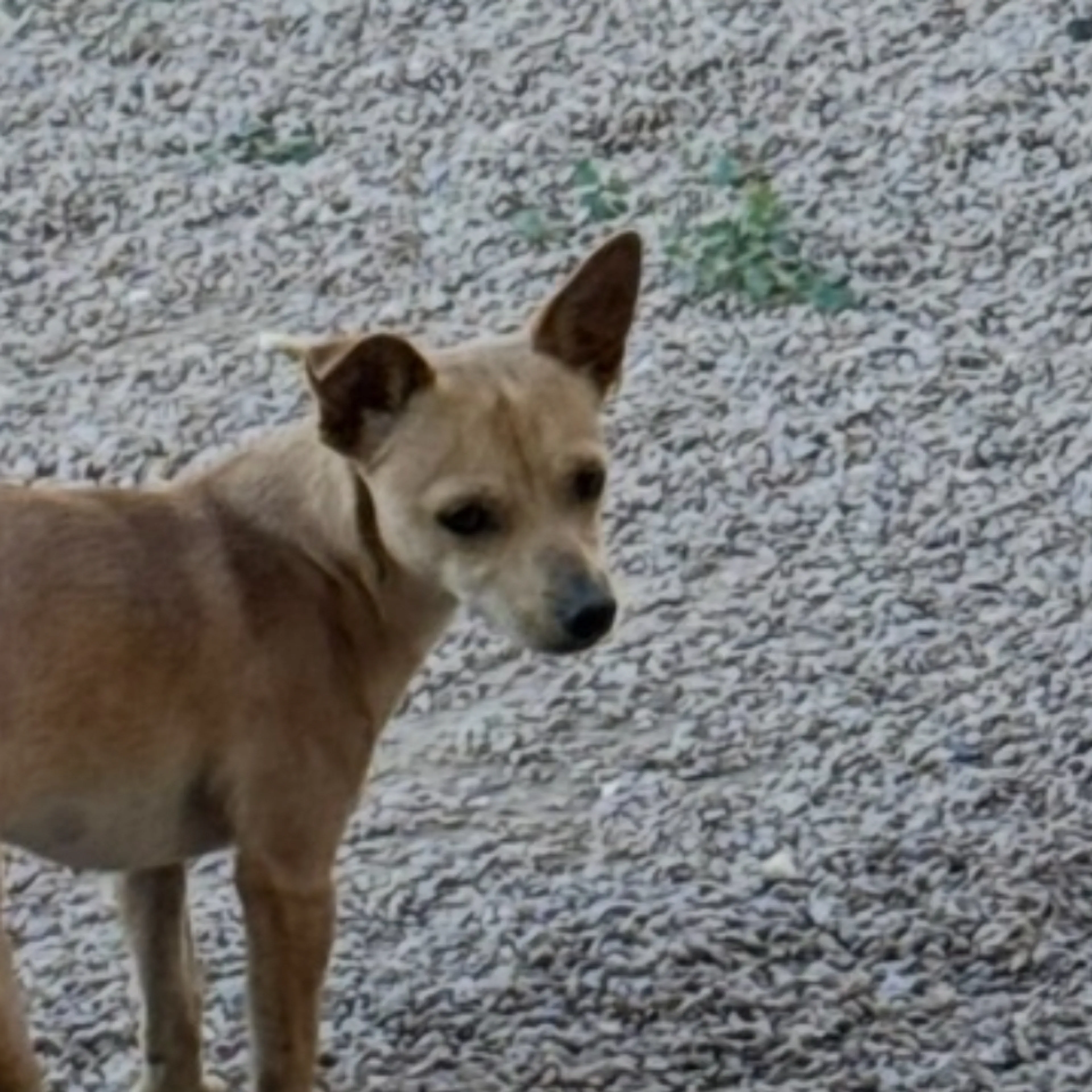 Lost pet-2
