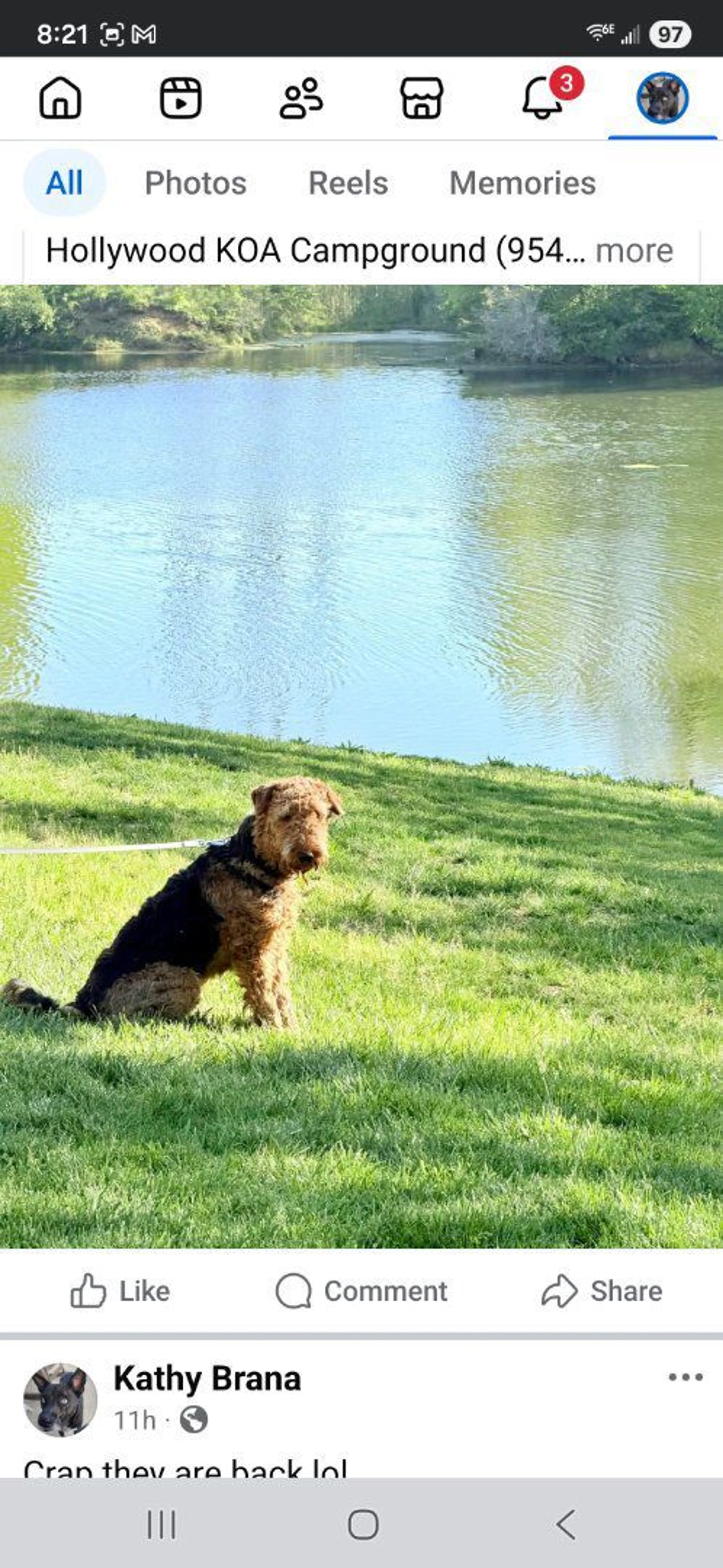 Lost pet