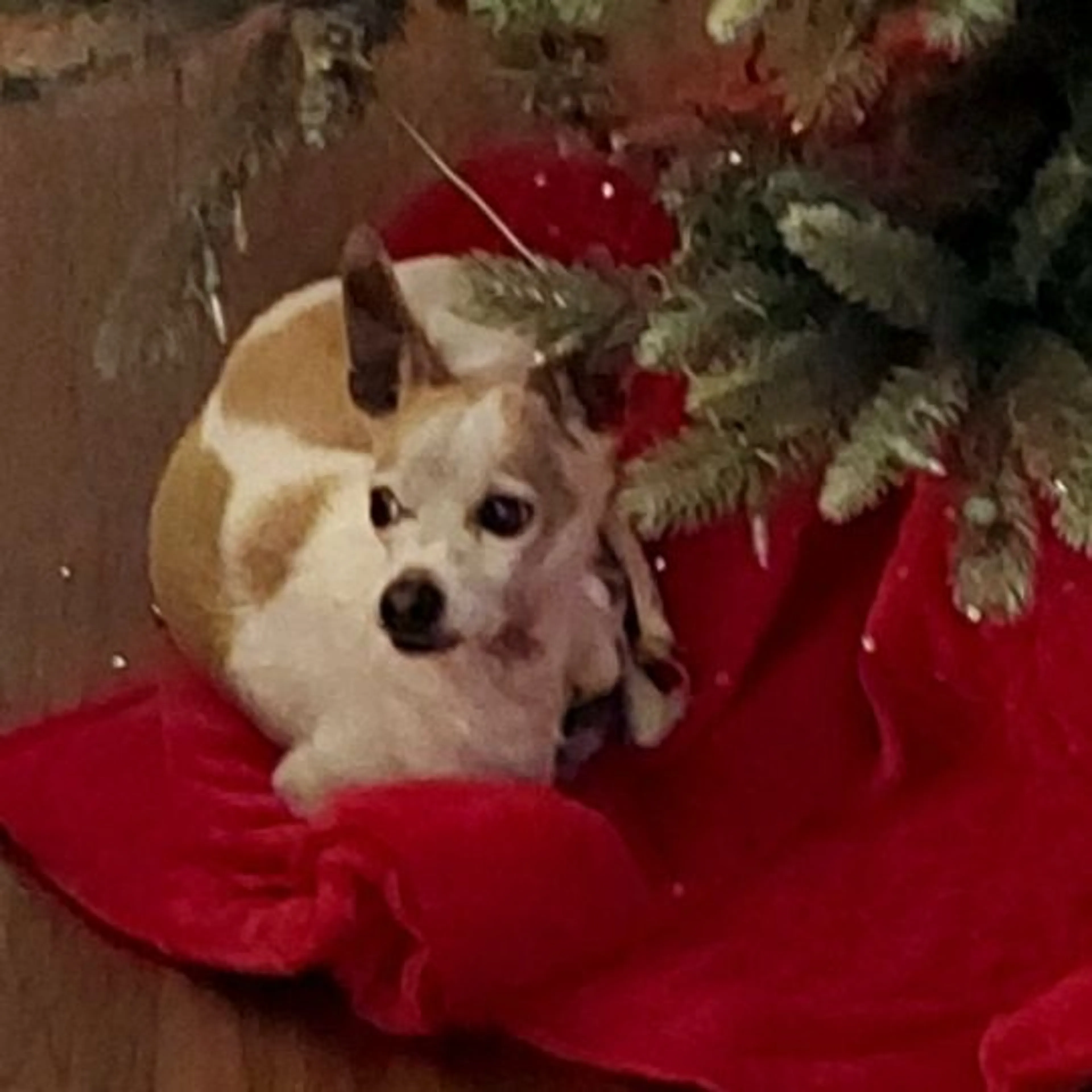 Lost pet