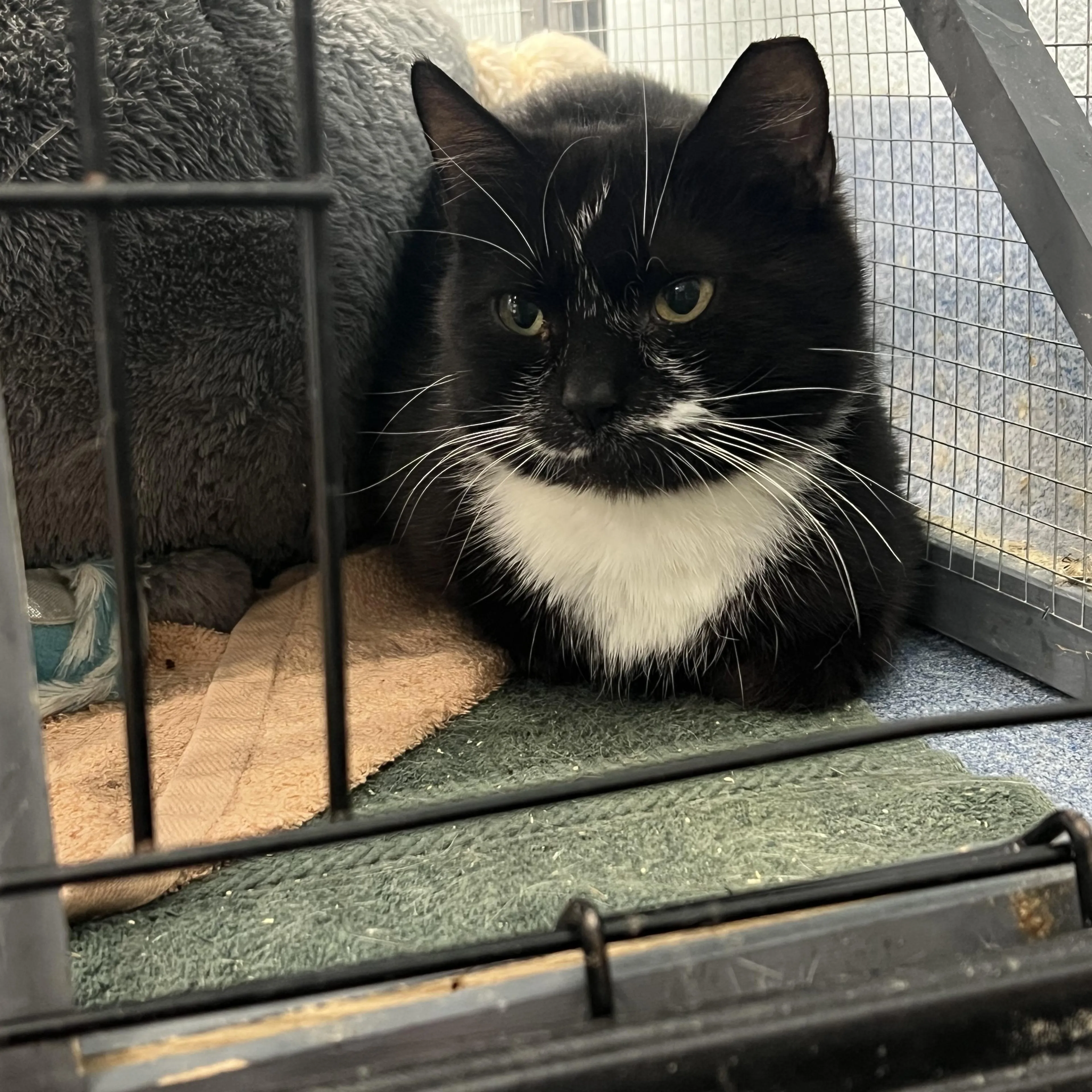 Found pet