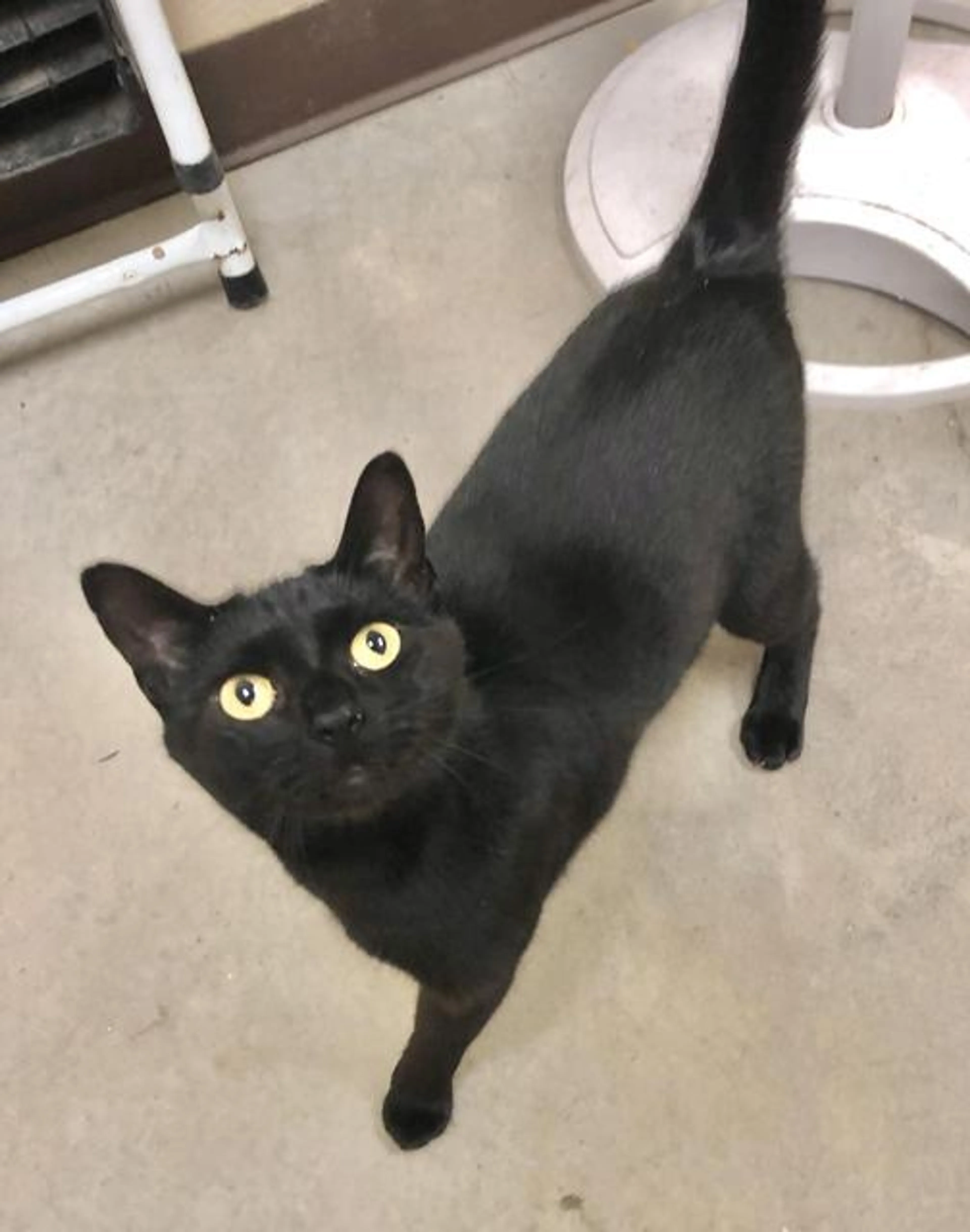 Found pet-2