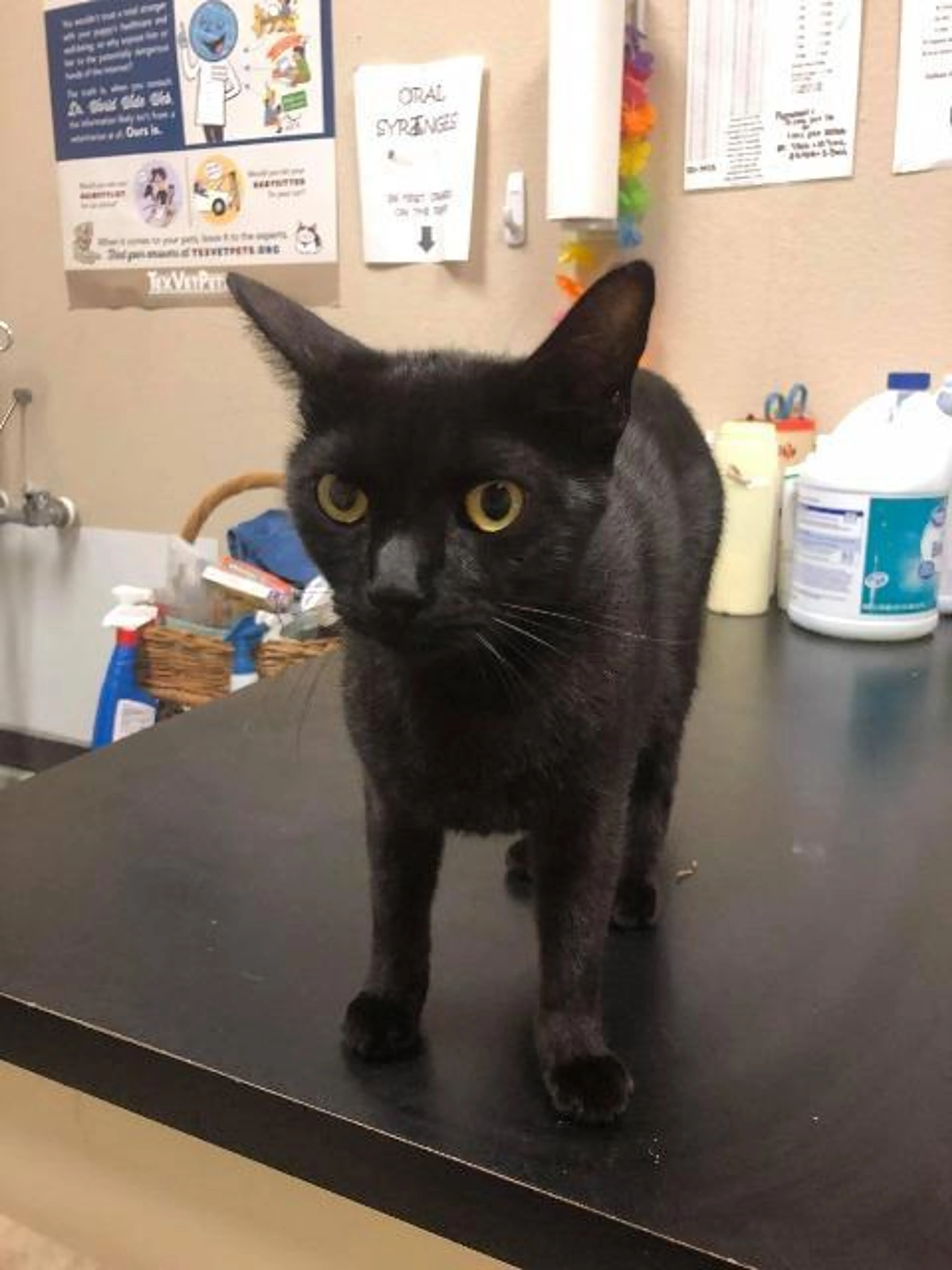 Found pet-1