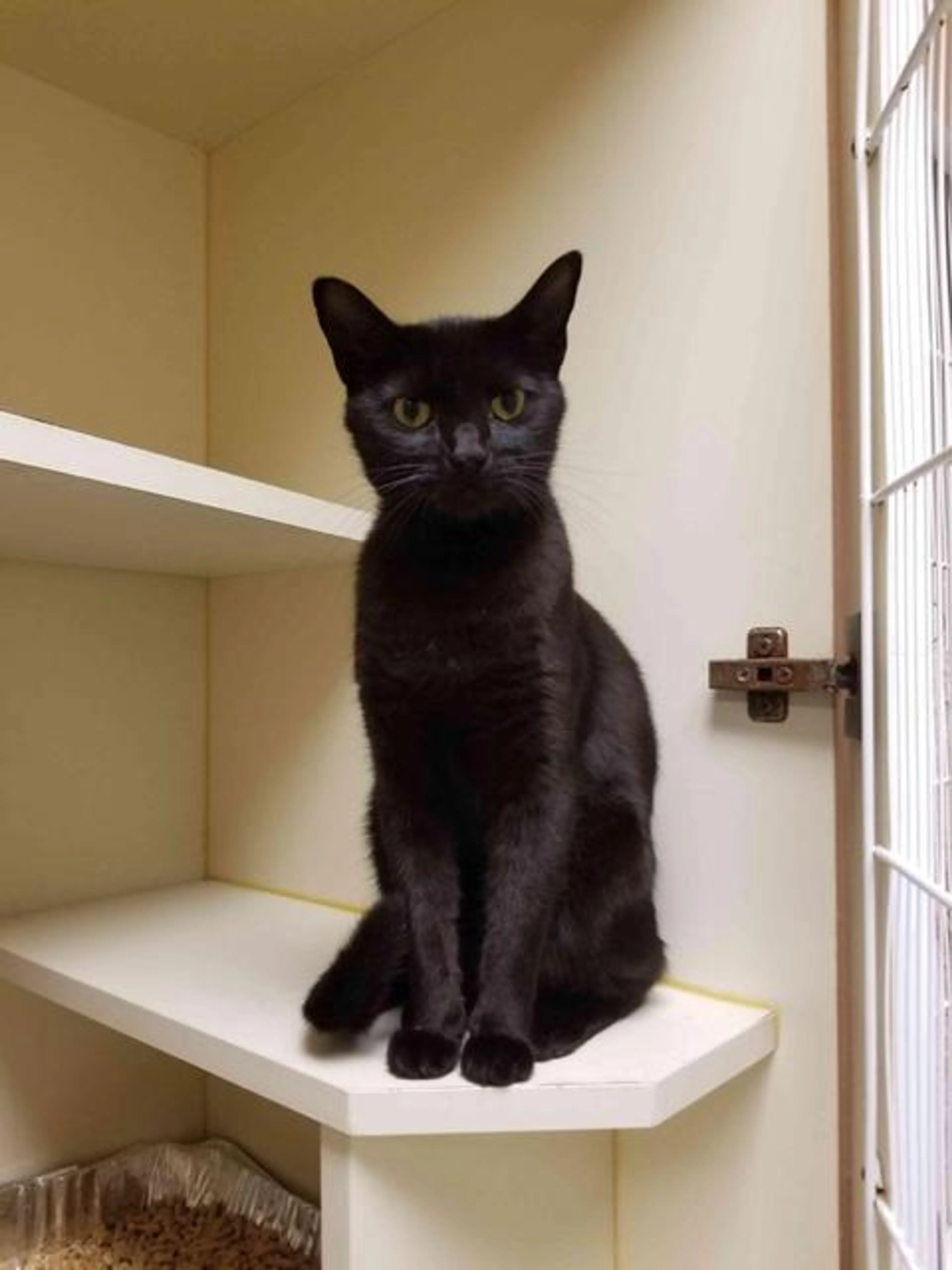 Found pet-3
