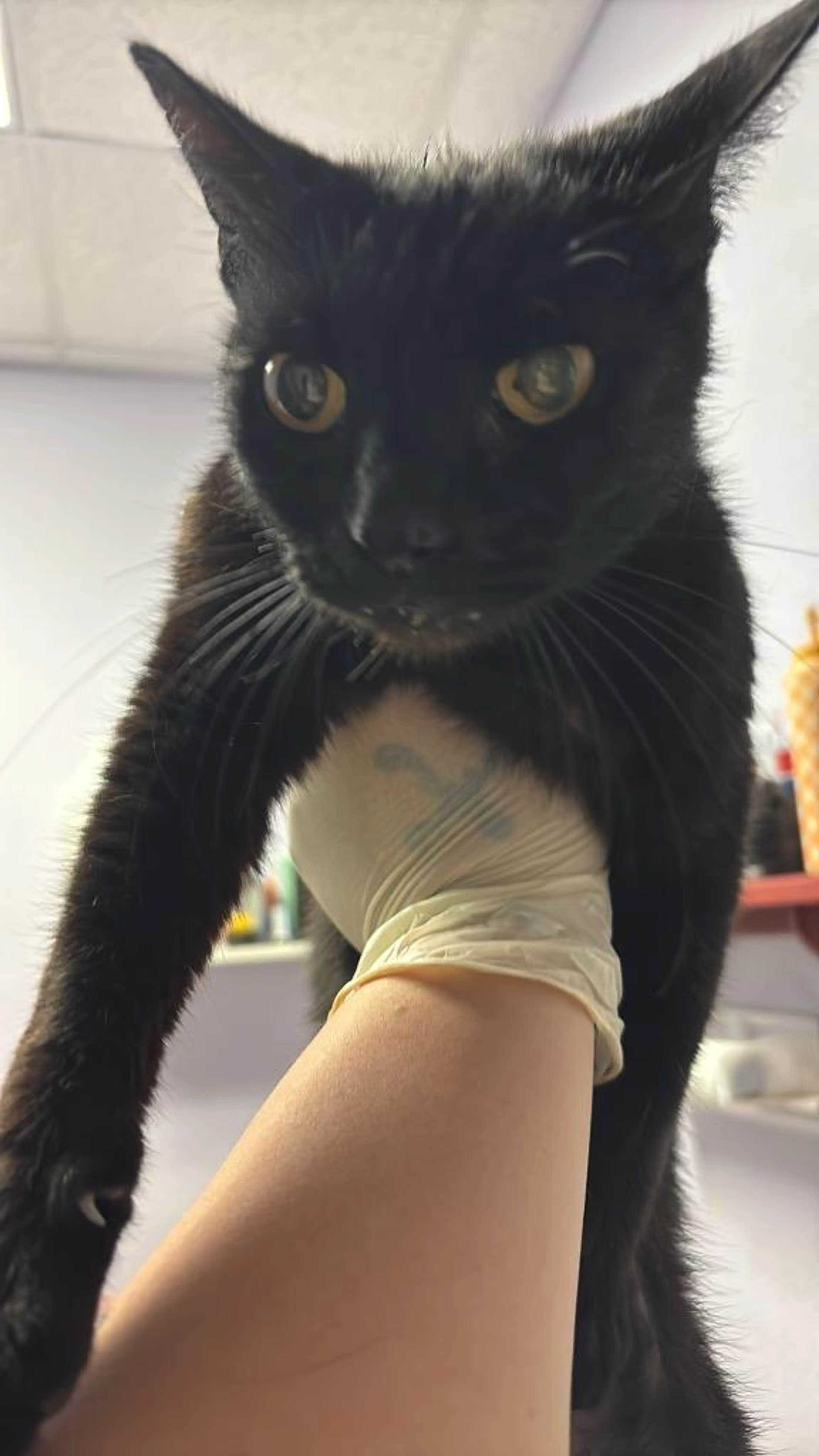 Found pet-0