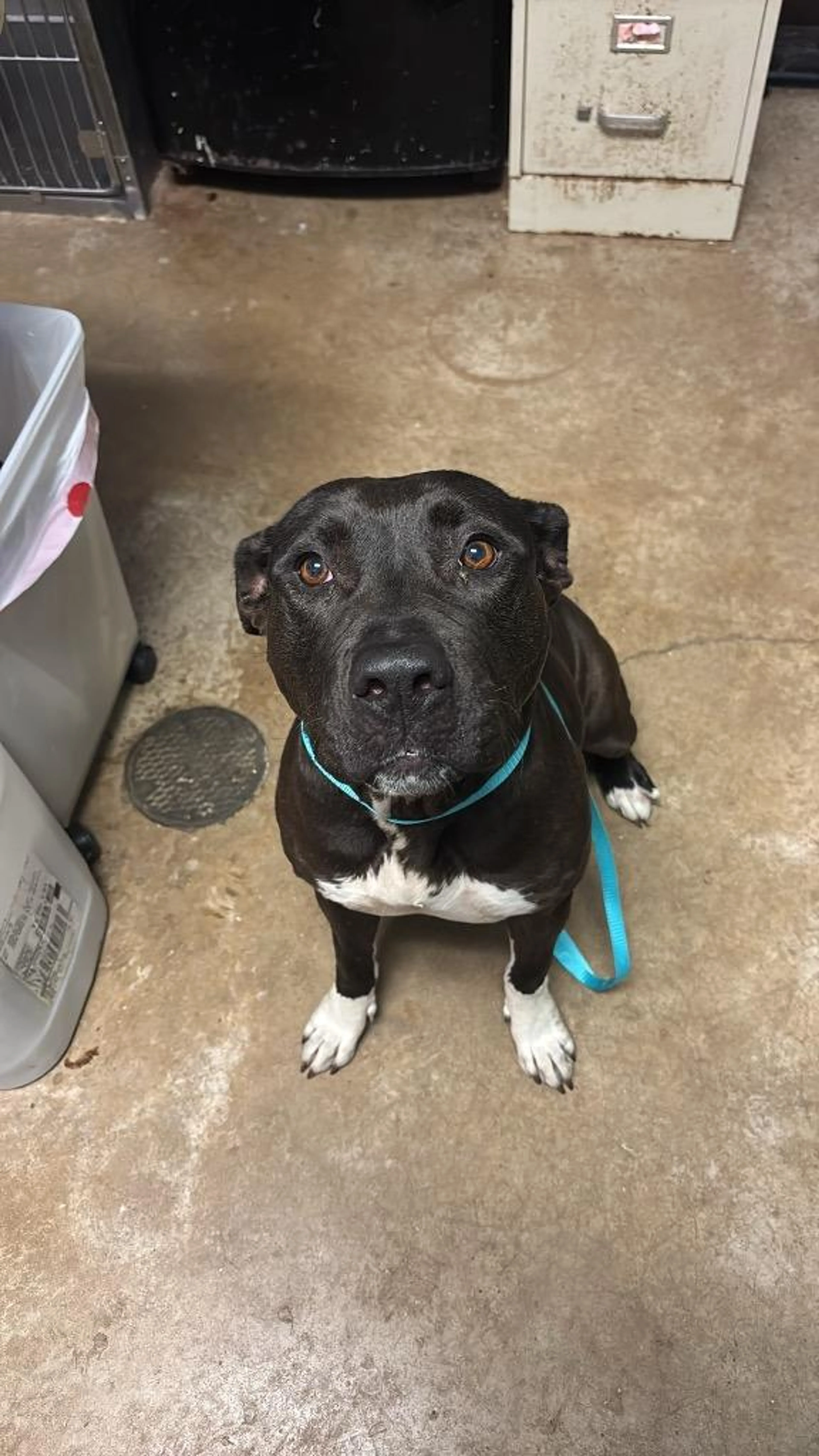 Found pet