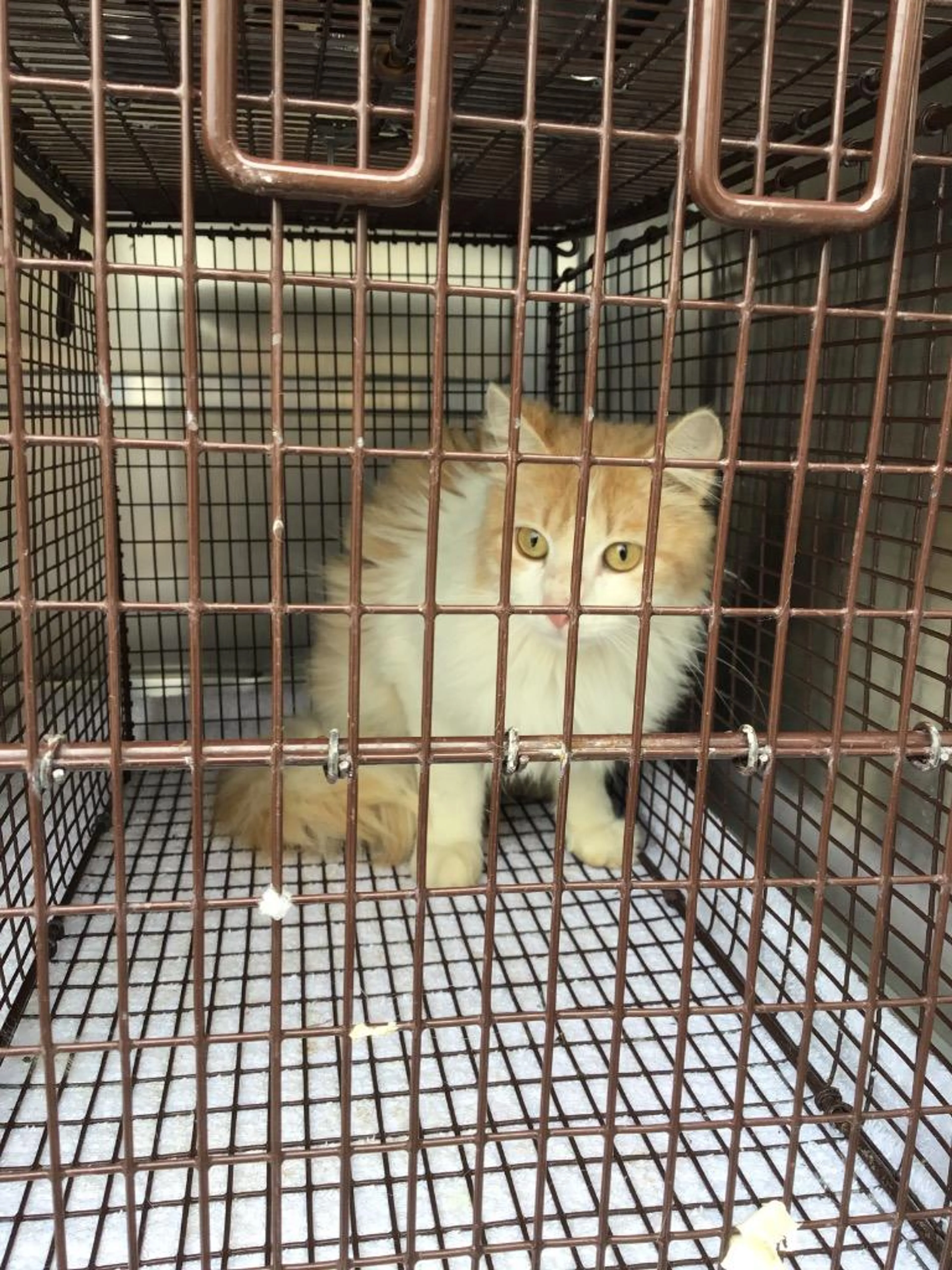 Found pet