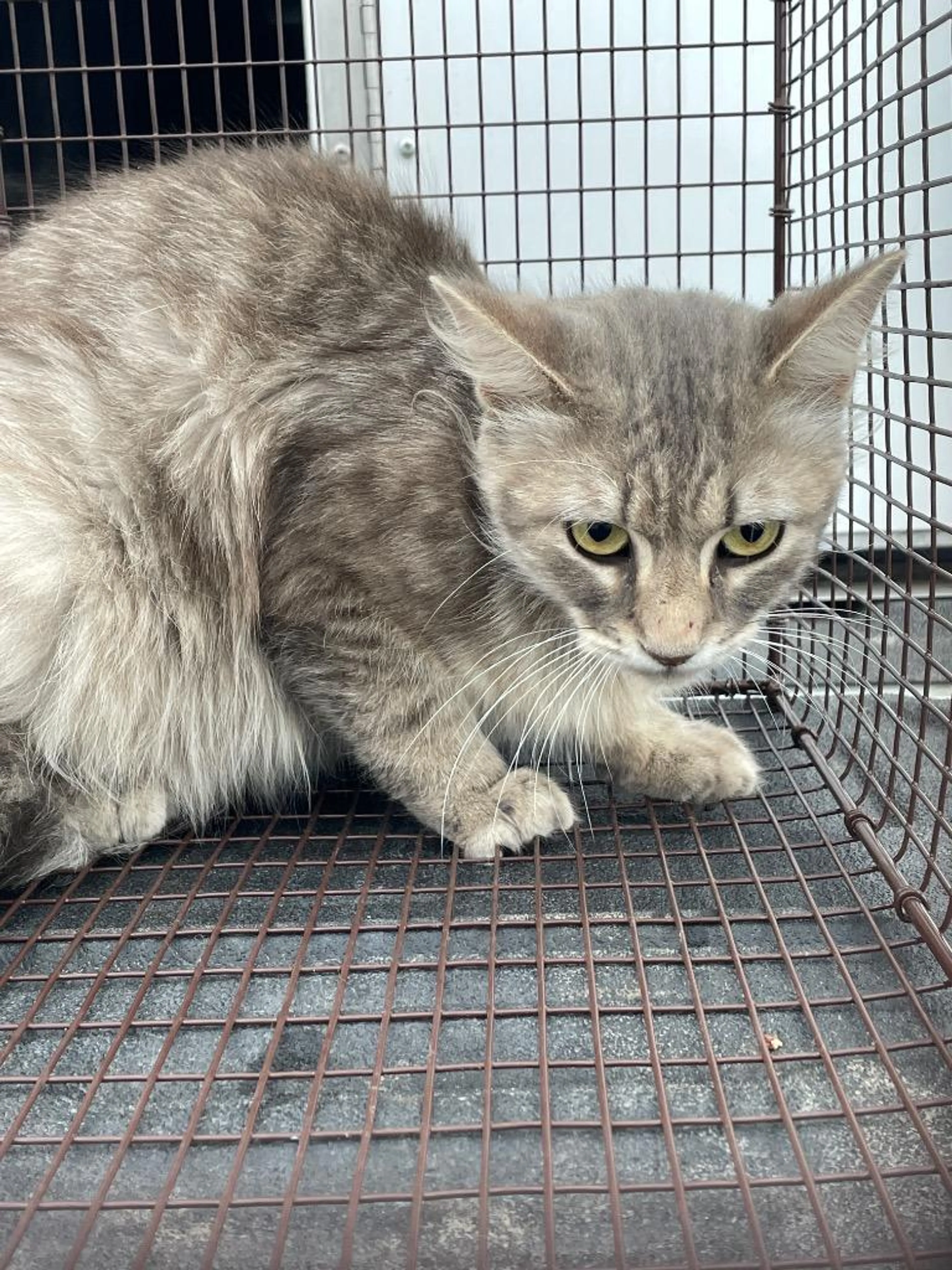 Found pet