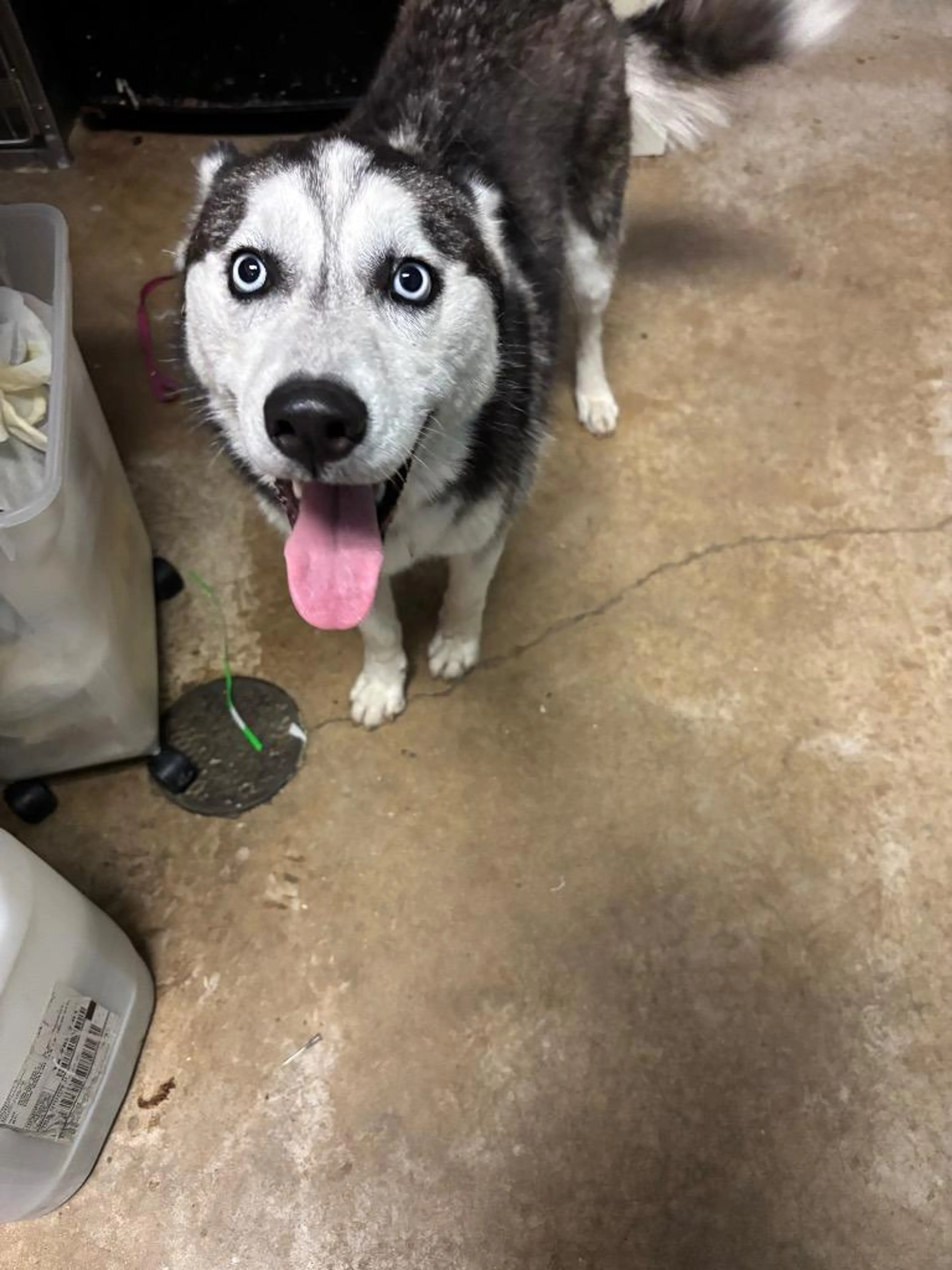 Found pet