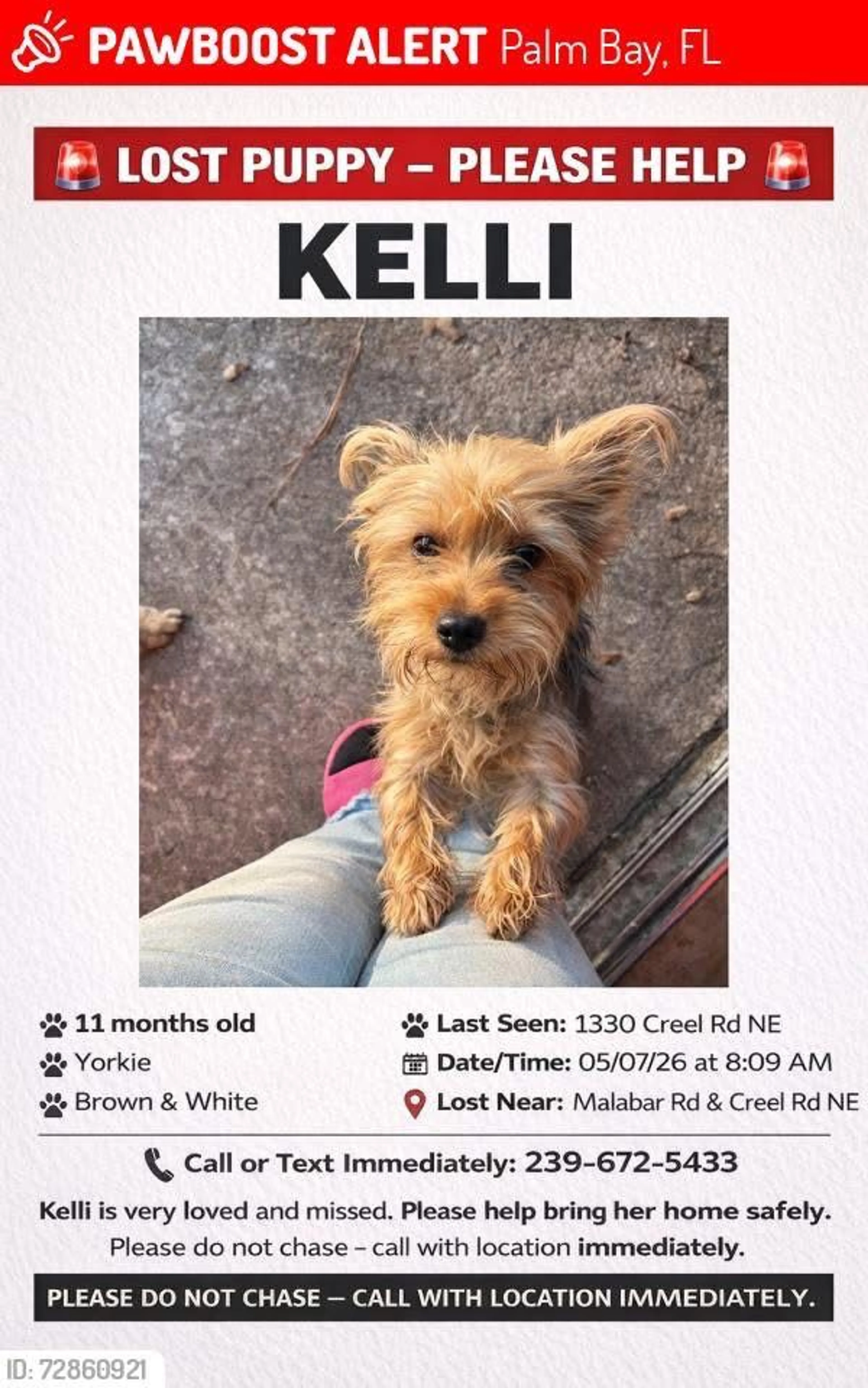 Lost pet-0
