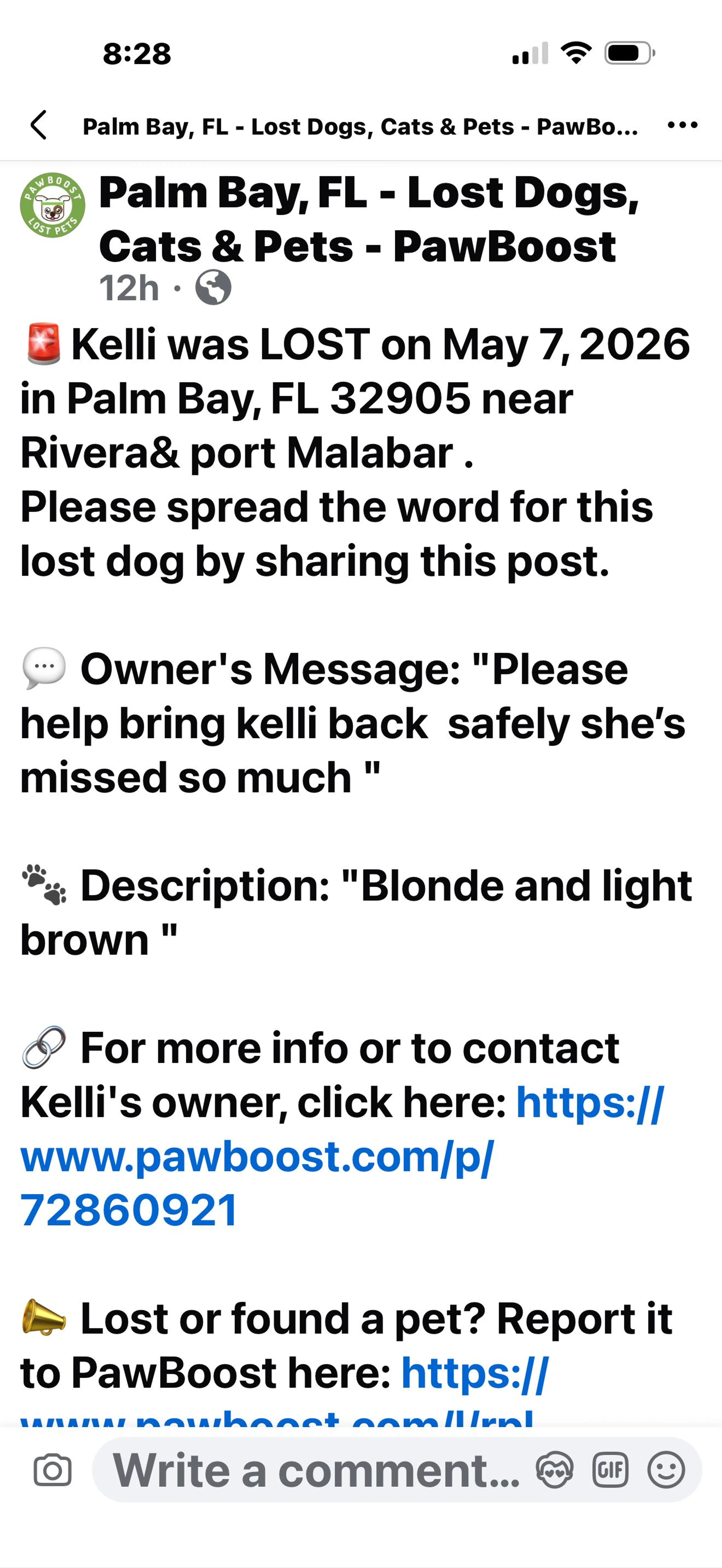 Lost pet-1