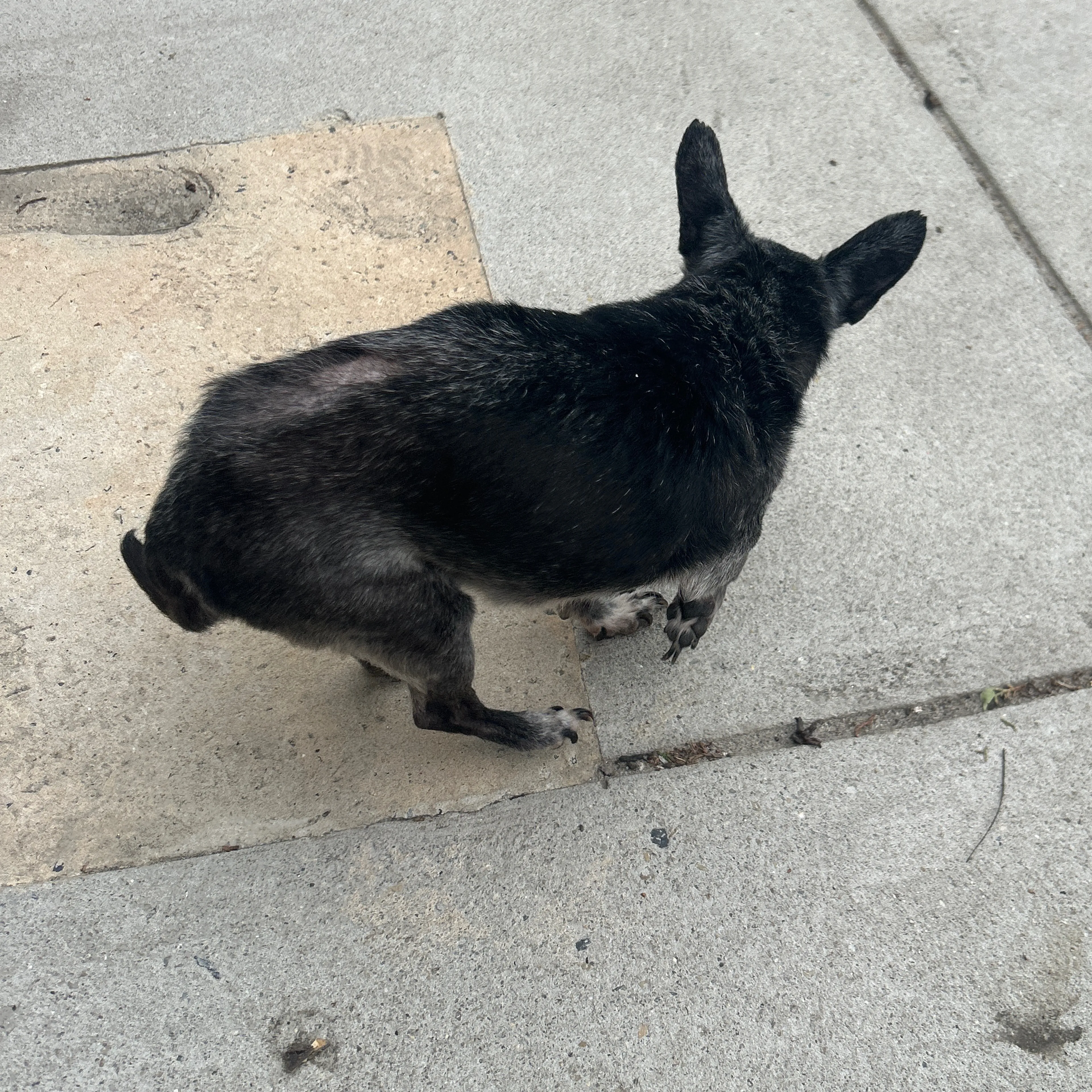 Found pet-1