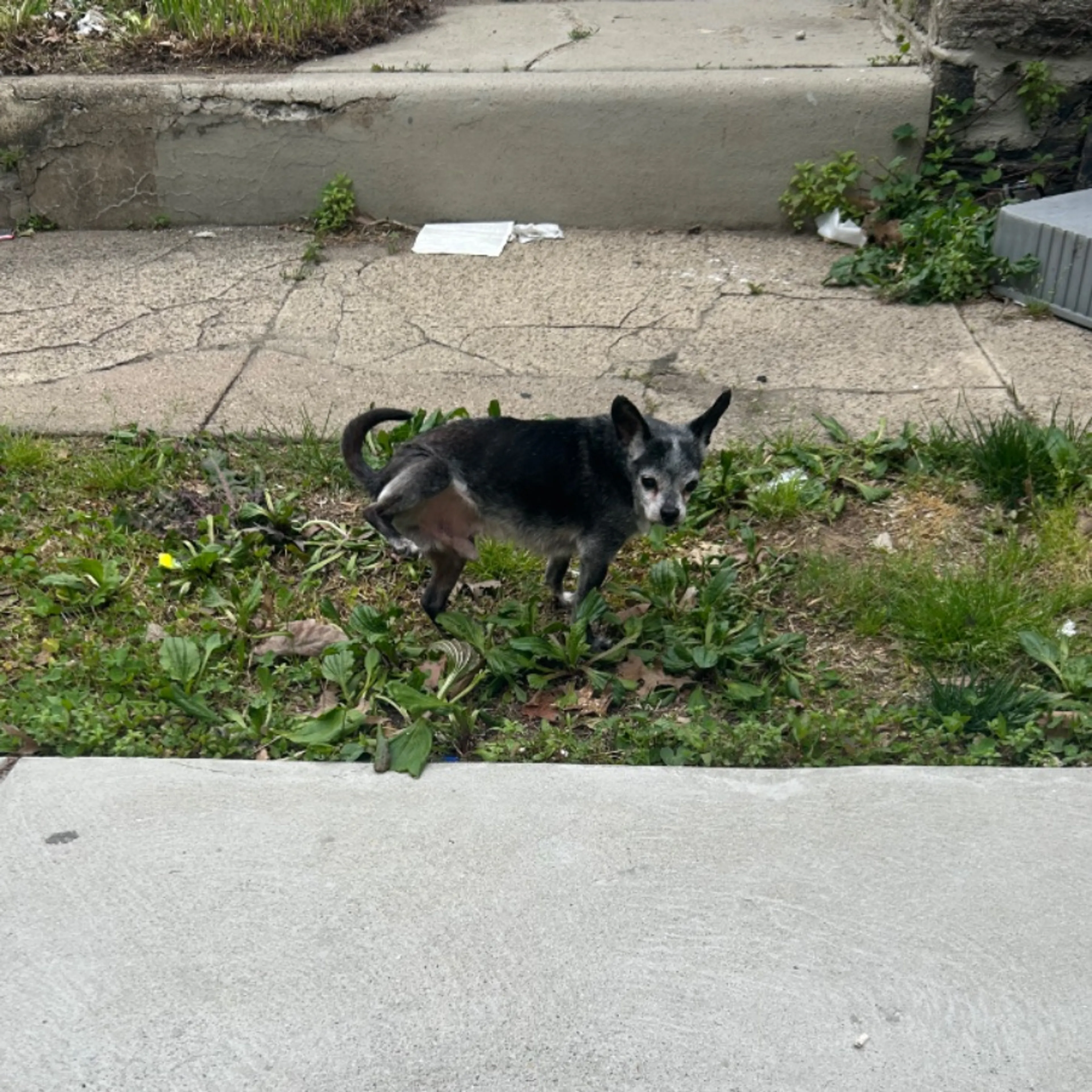 Found pet-0