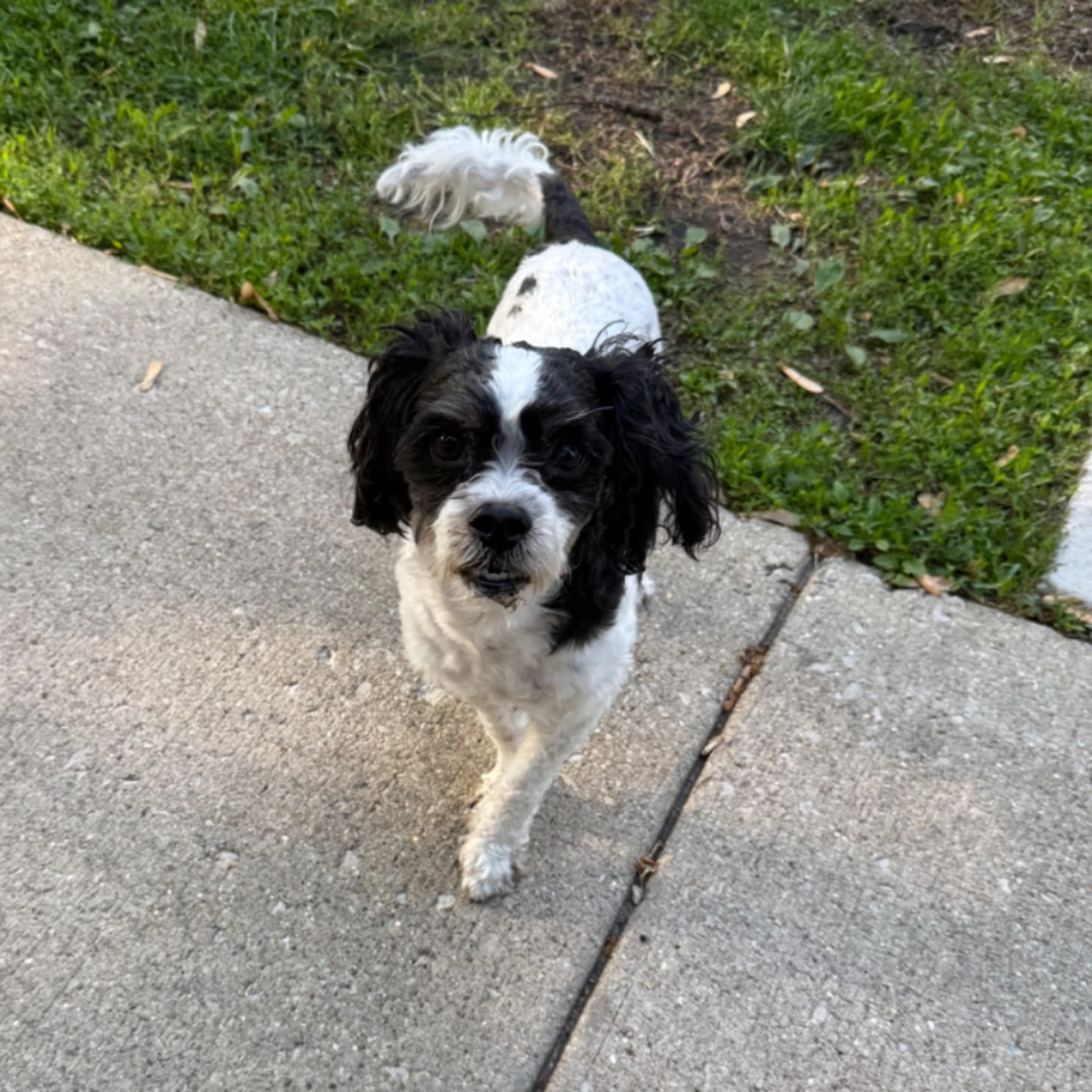 Found pet