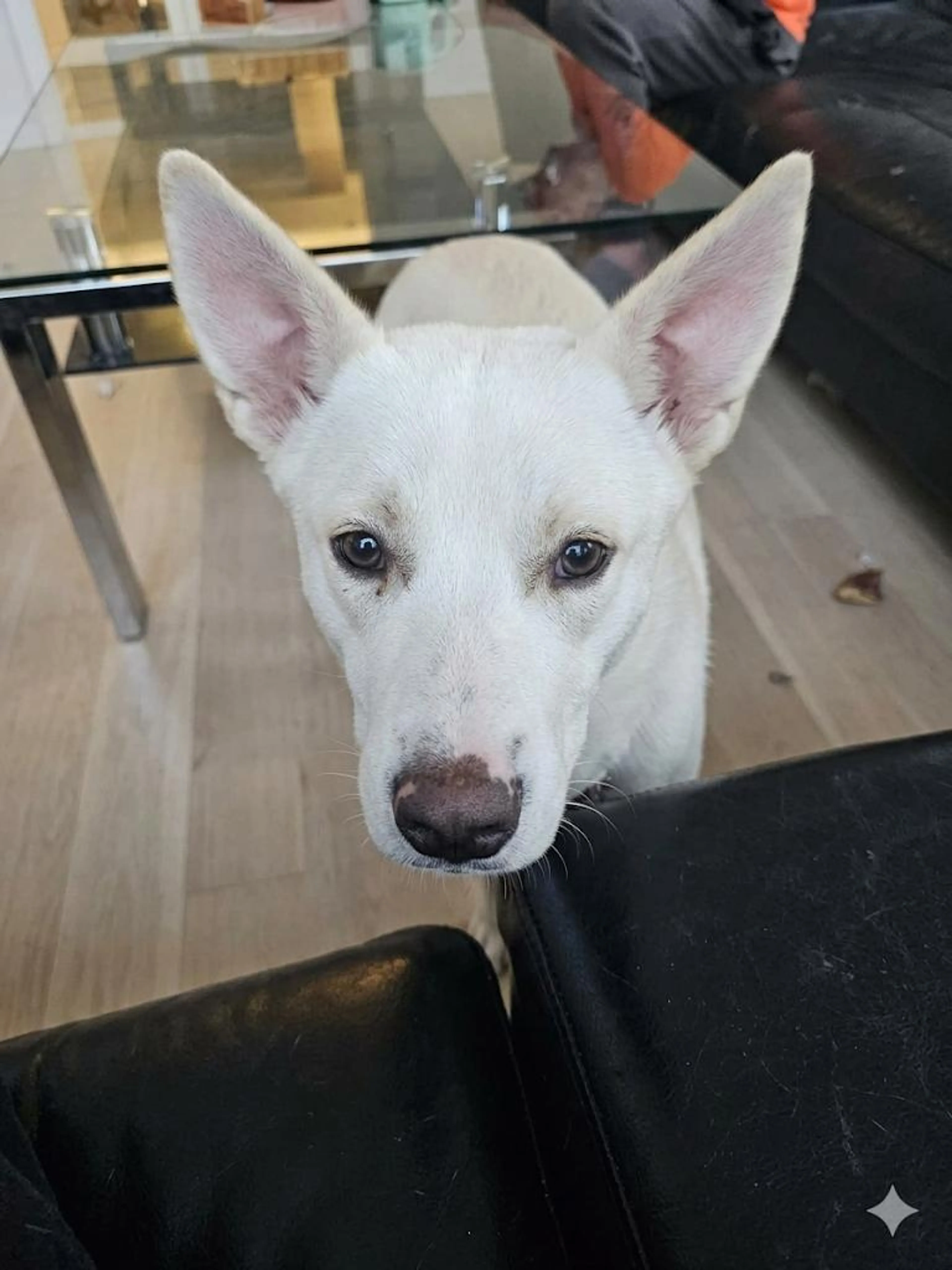 Found pet-0