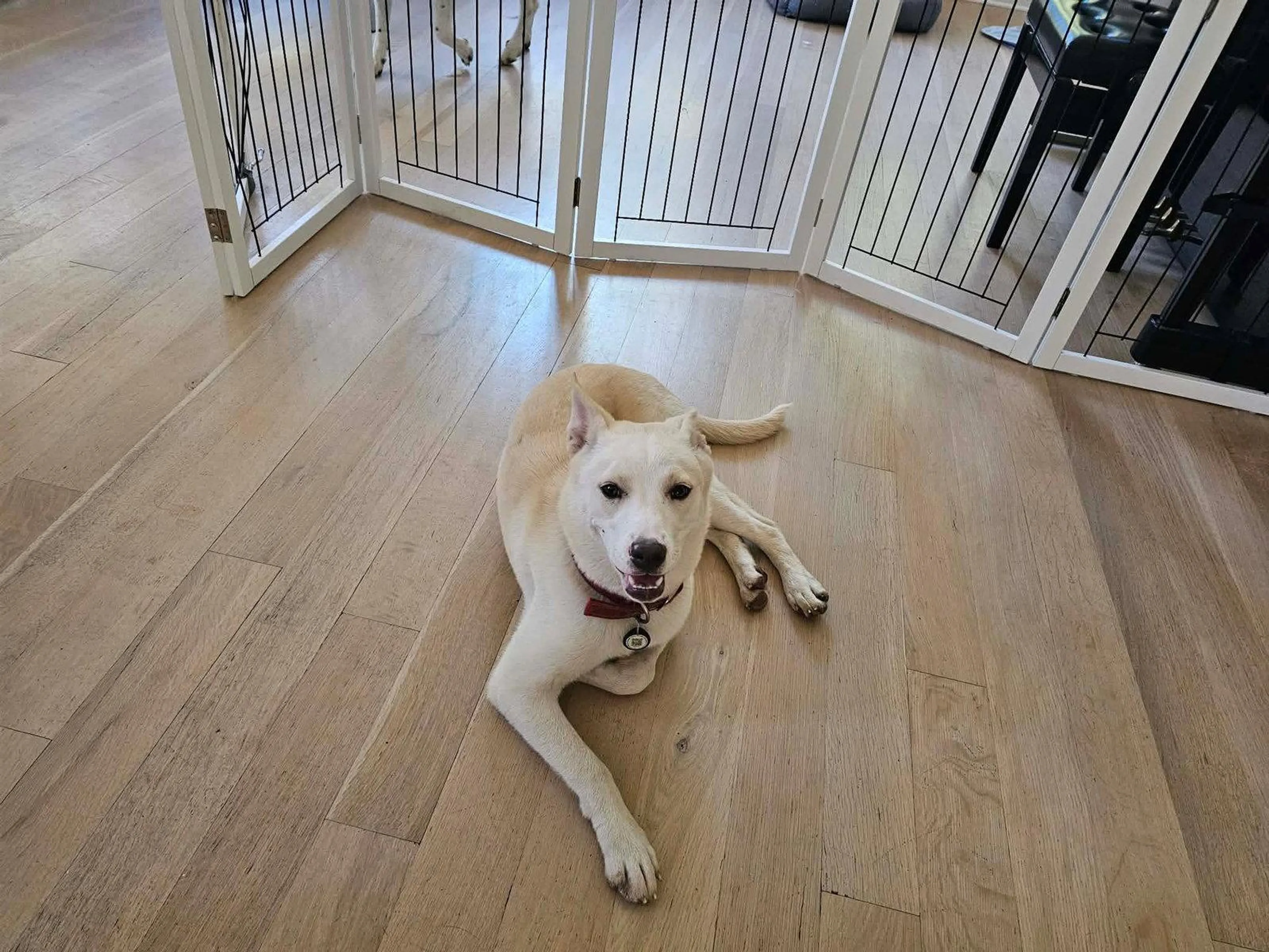 Found pet-2
