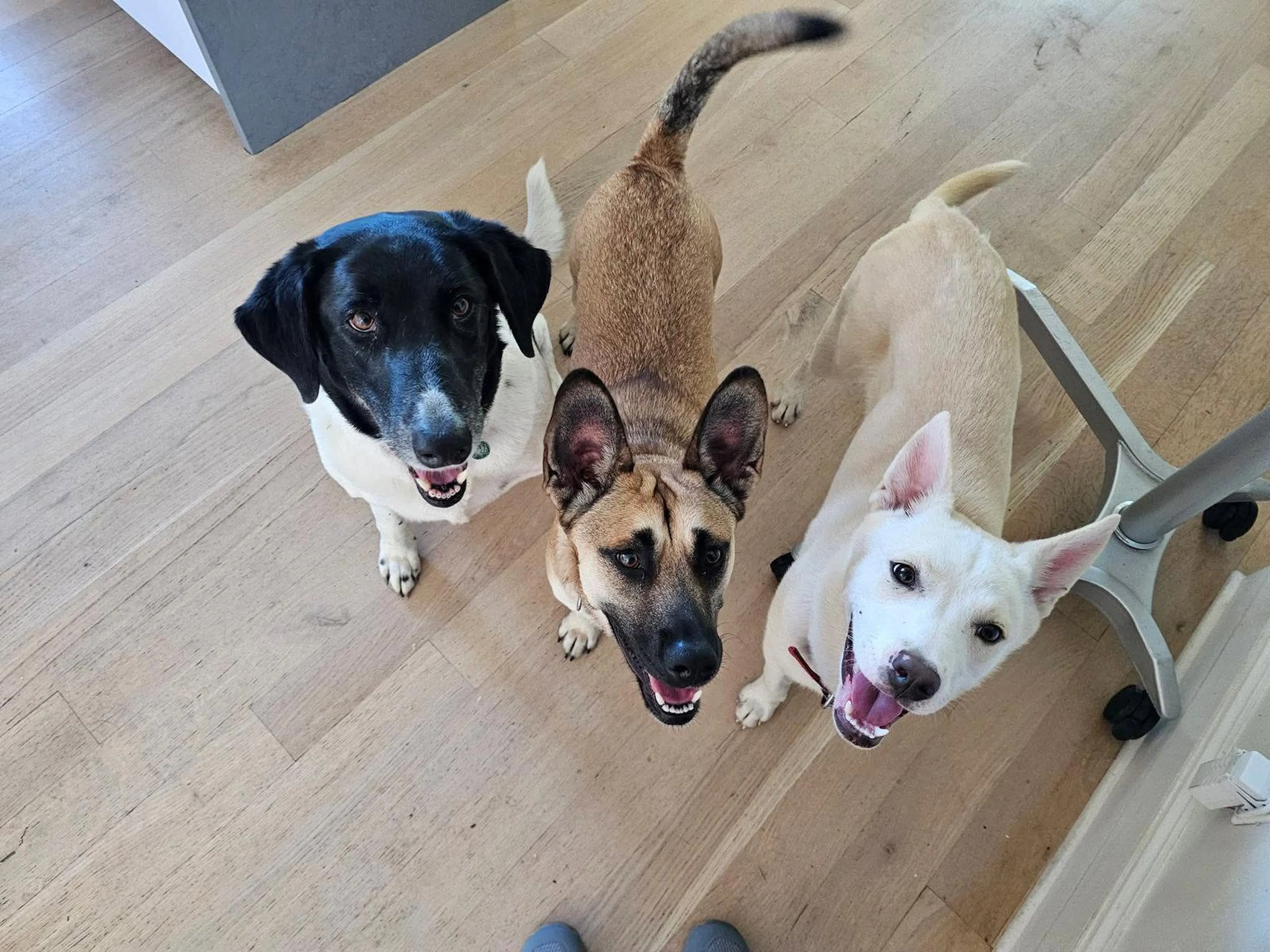 Found pet-1