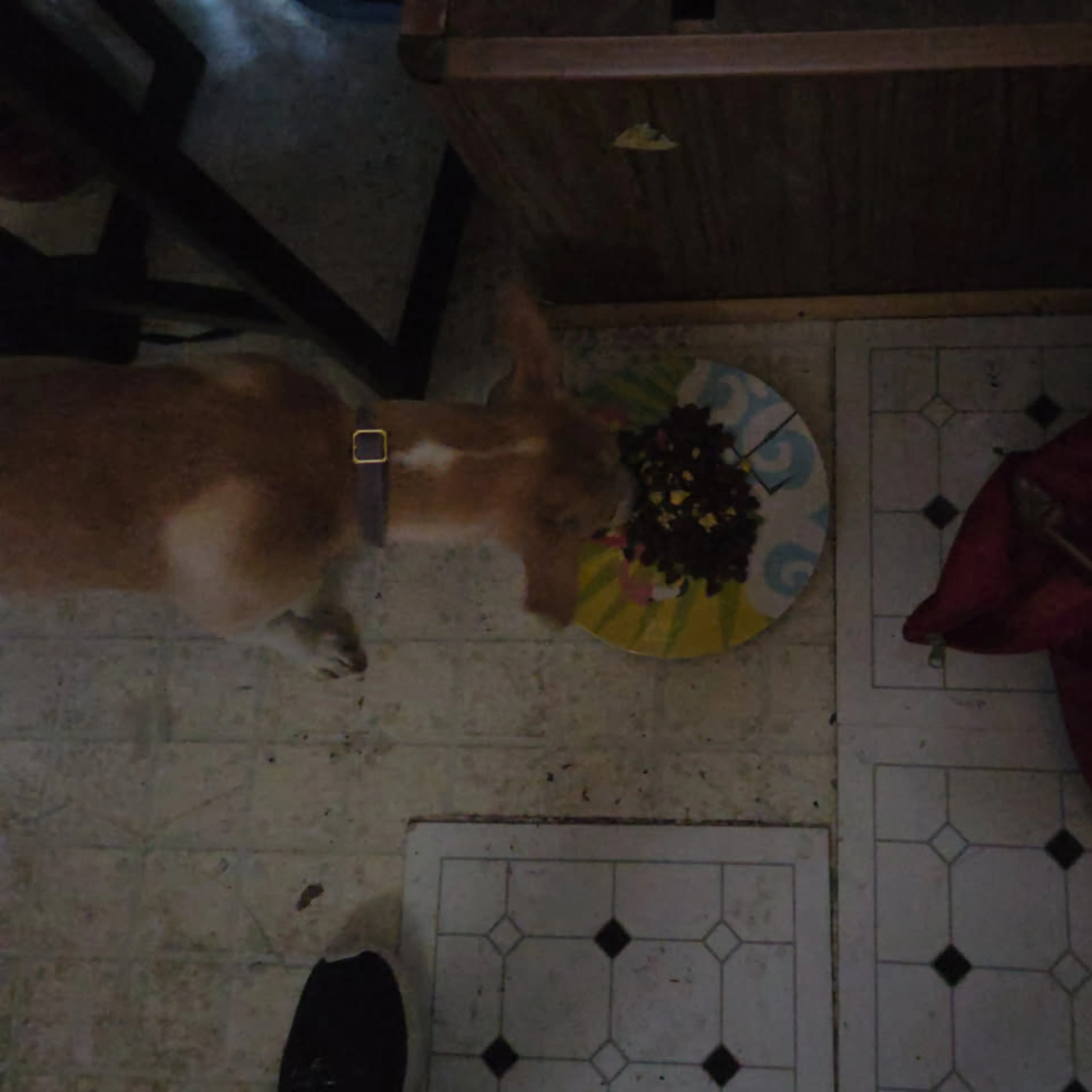 Lost pet-1