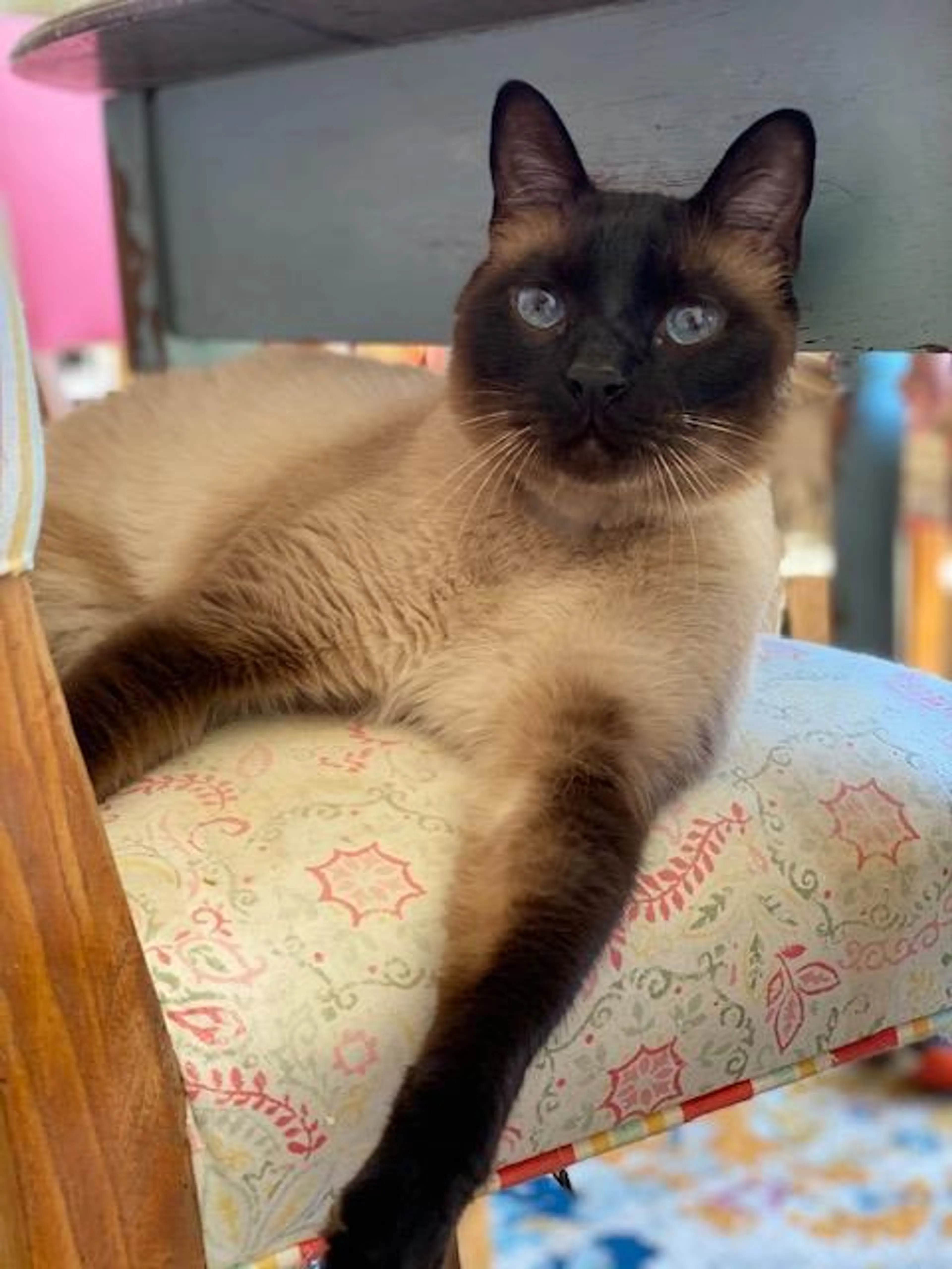 Found pet