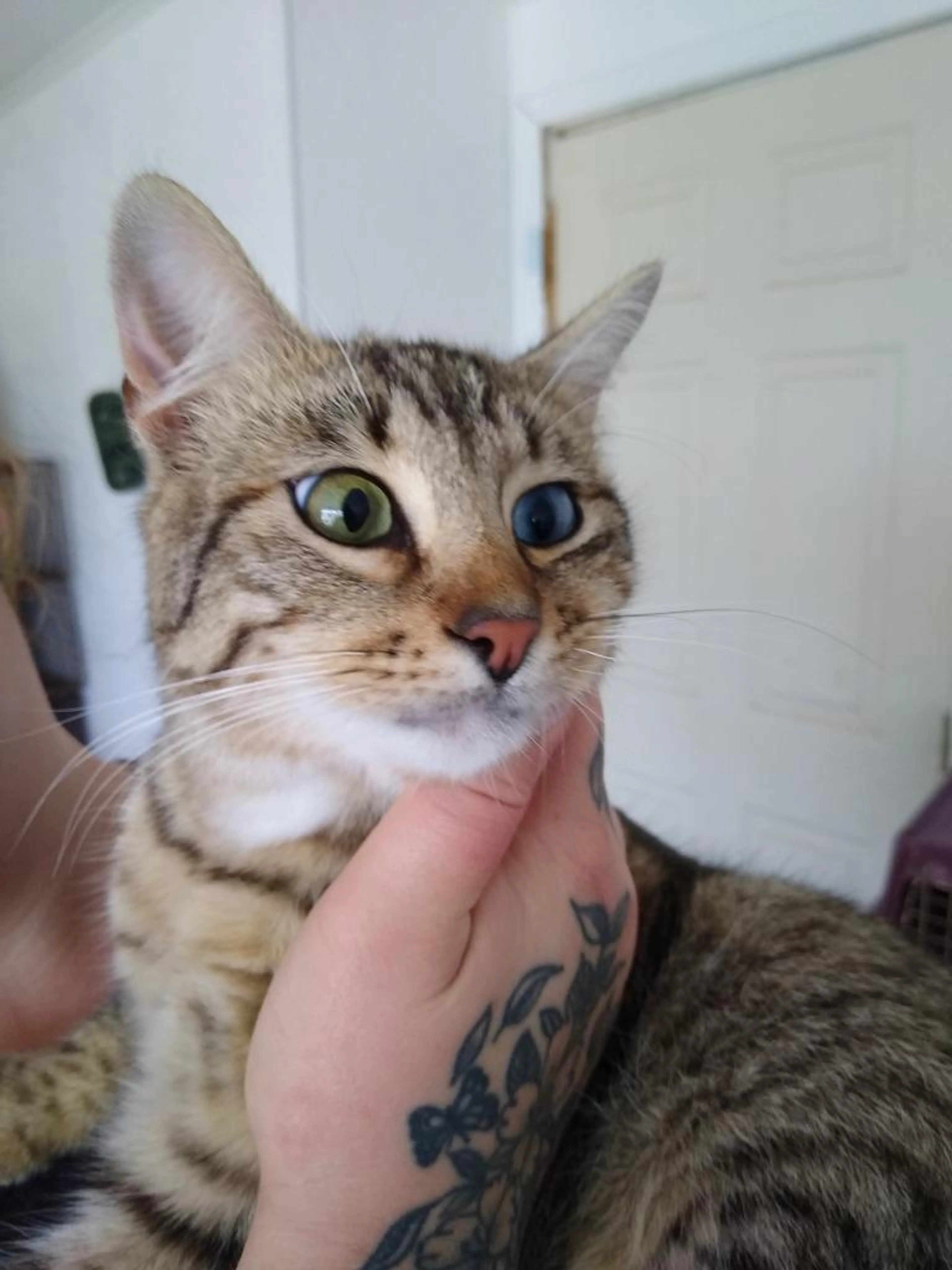Found pet