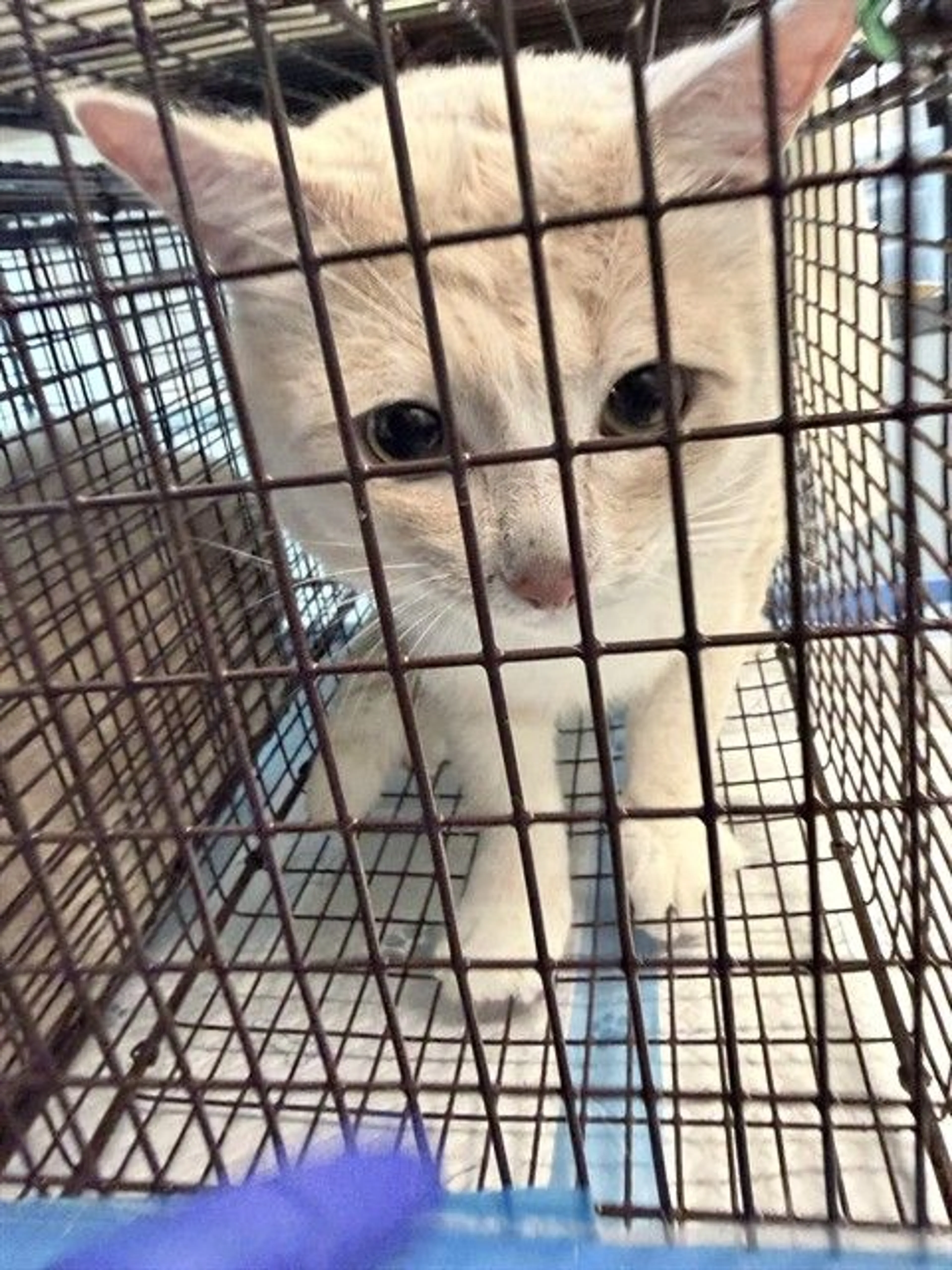Found pet