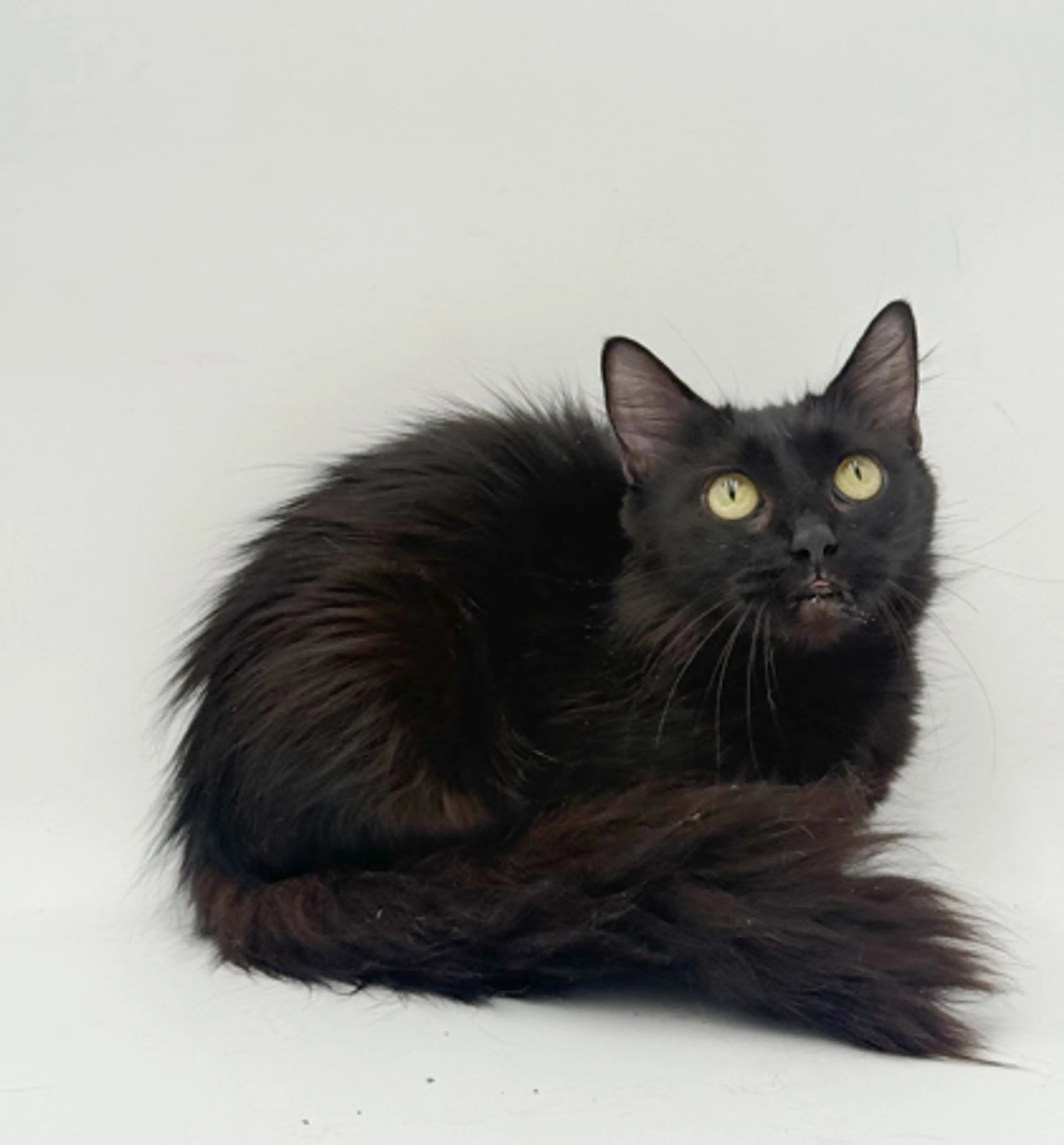Found pet-1
