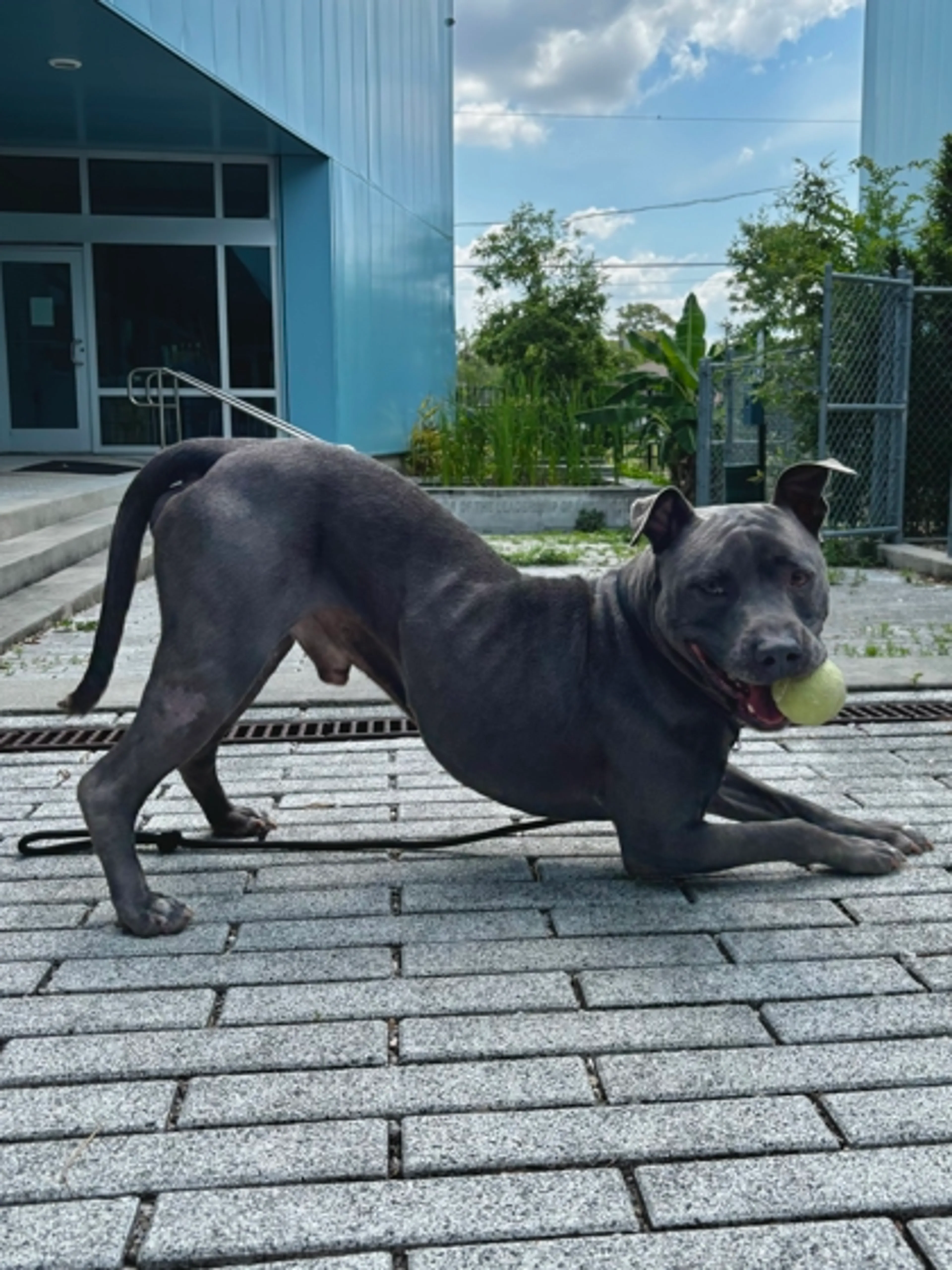 Found pet-1