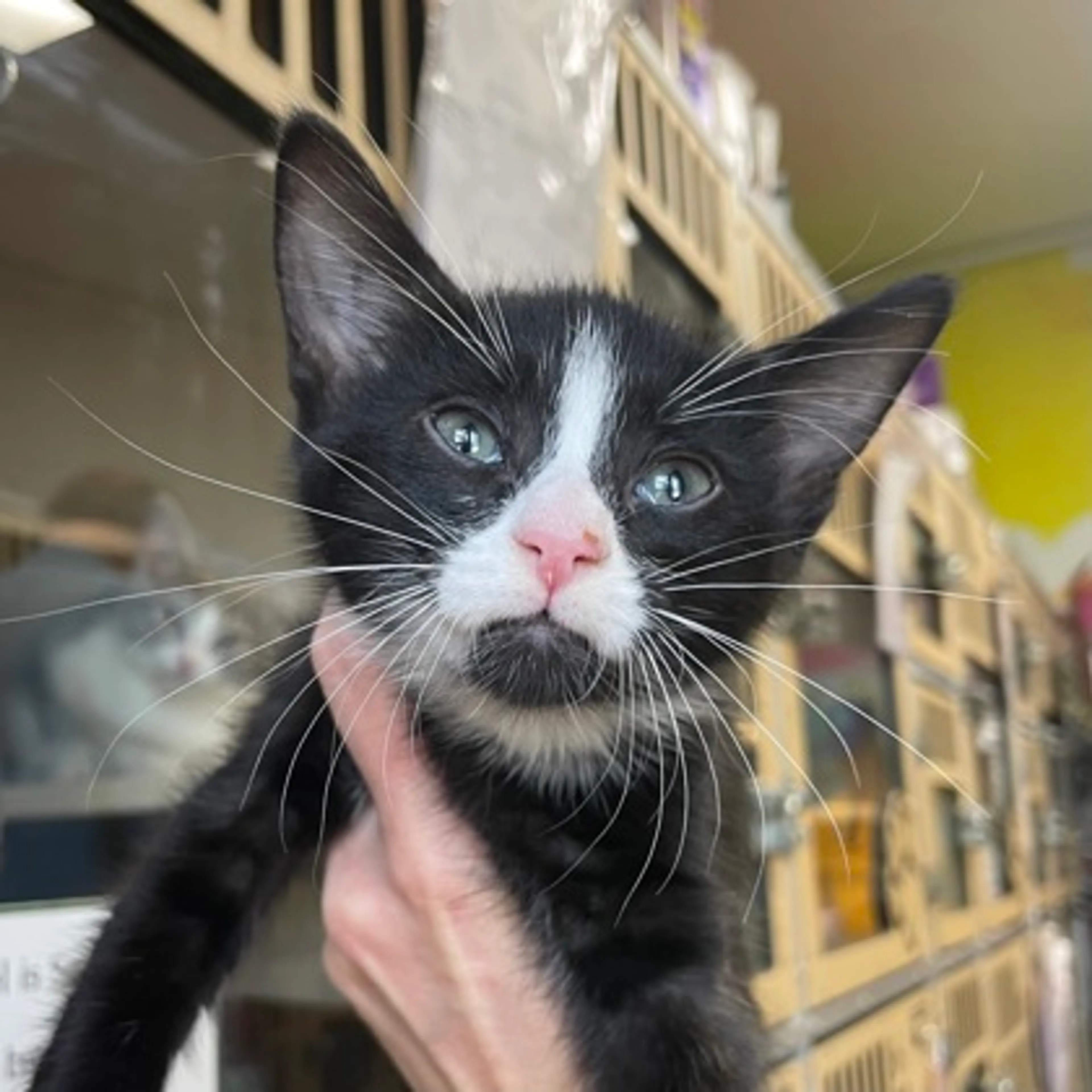 Found pet