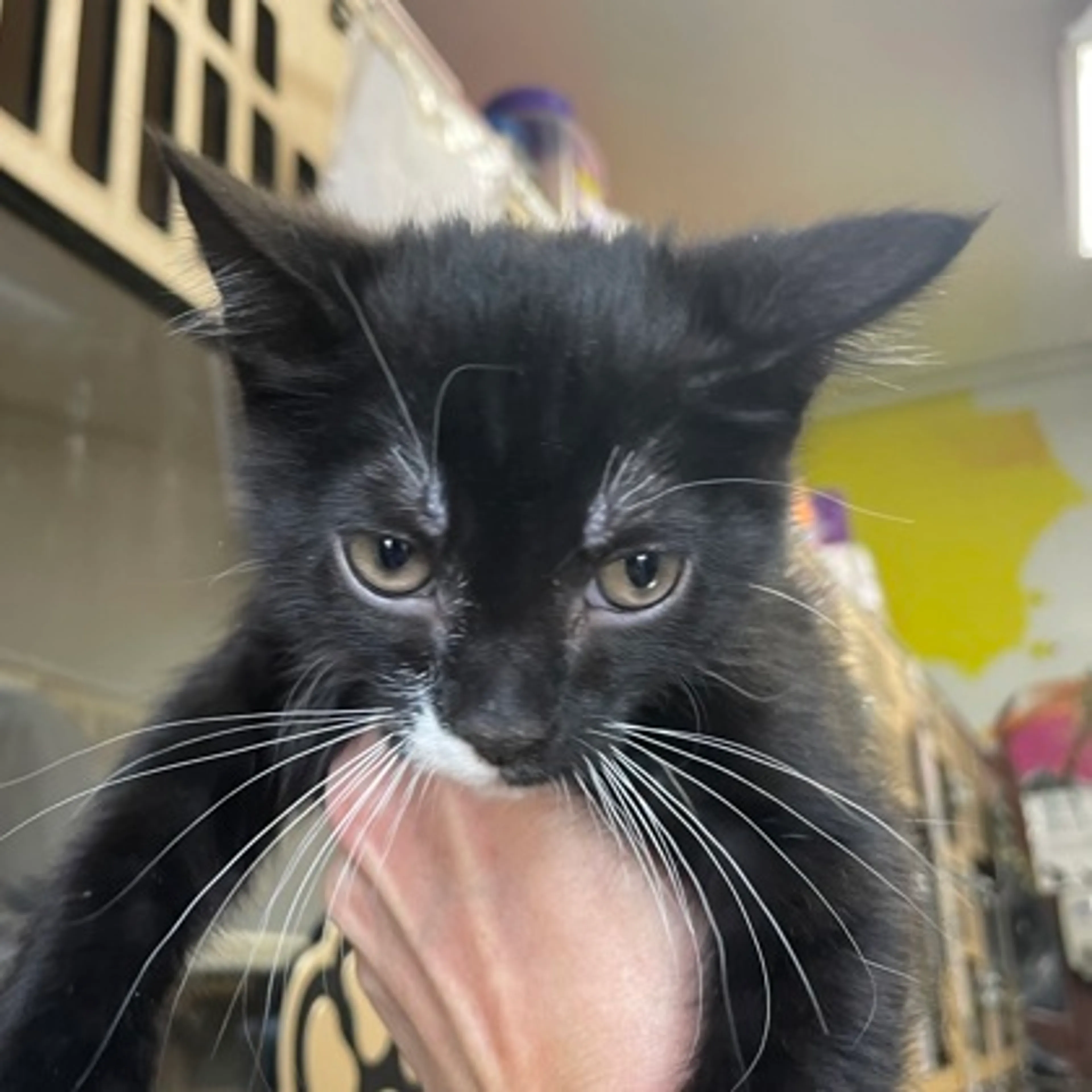 Found pet