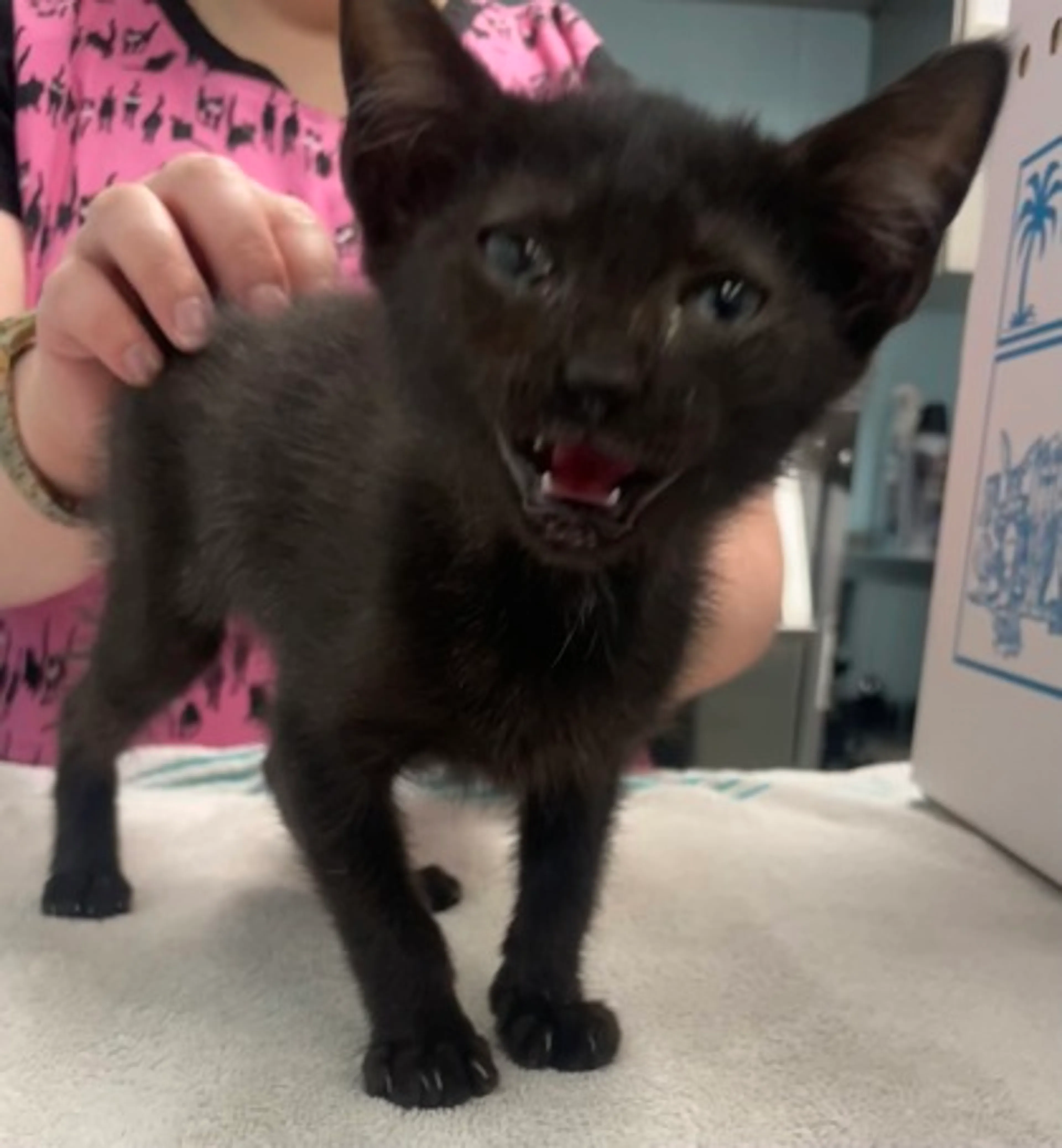 Found pet