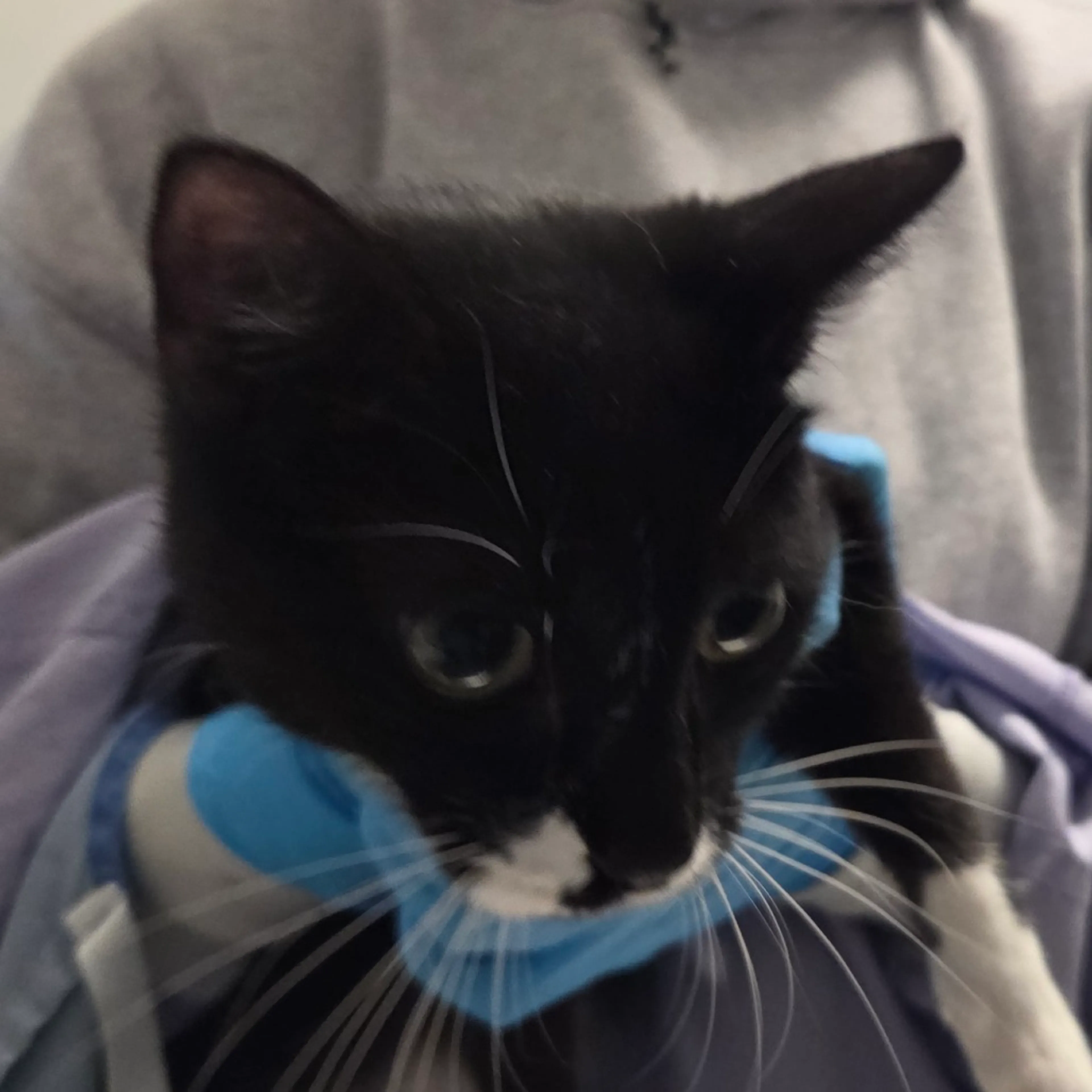 Found pet