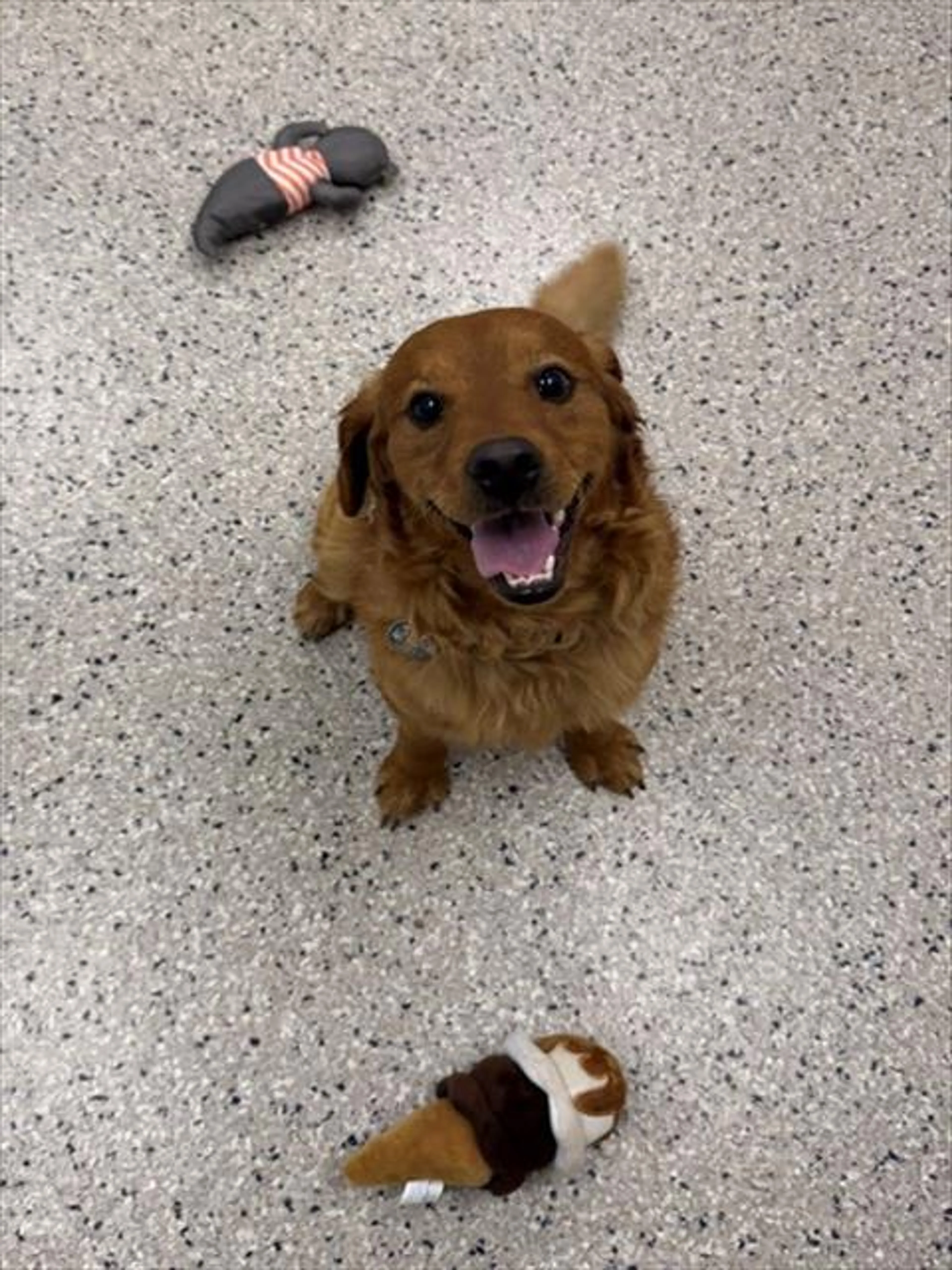 Found pet