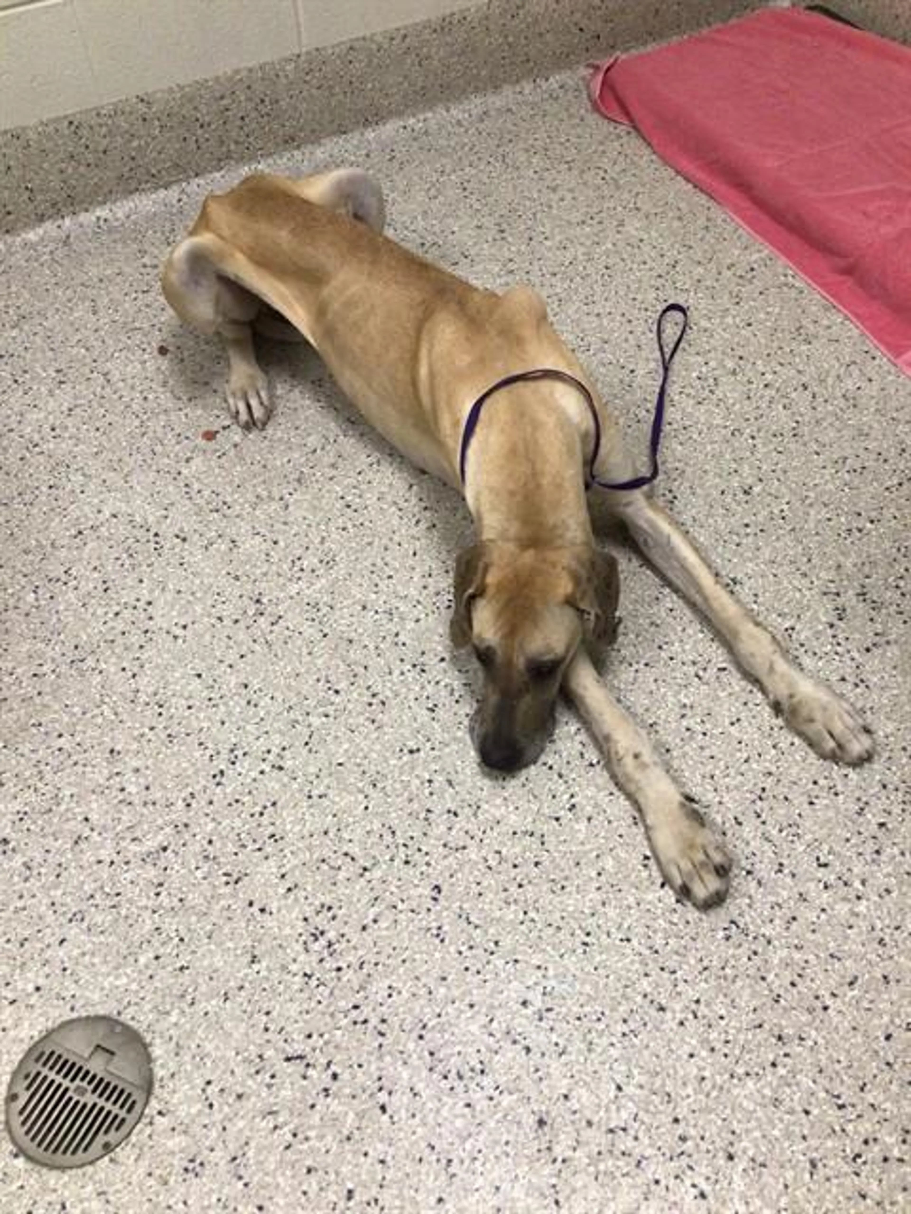 Found pet