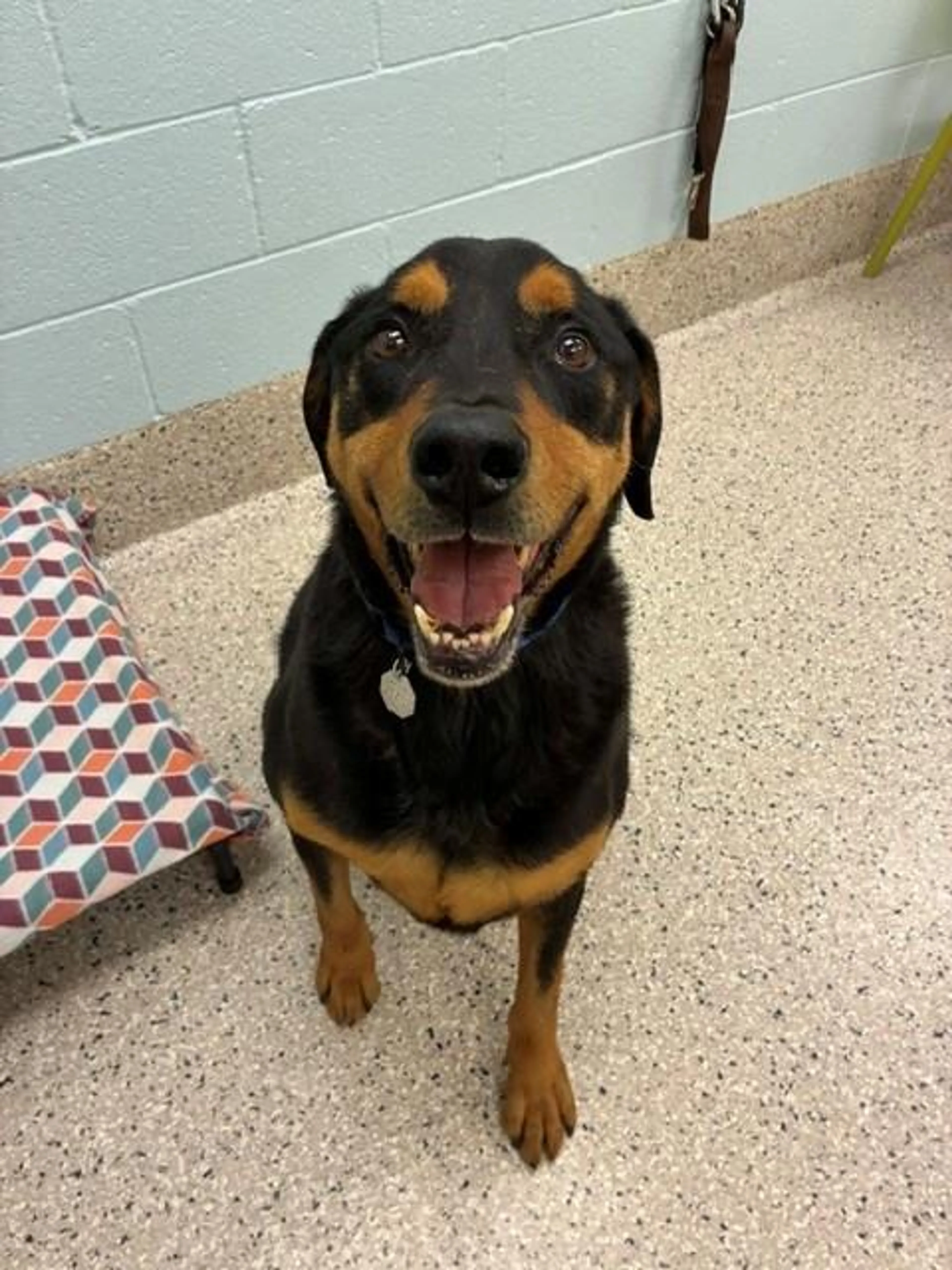 Found pet
