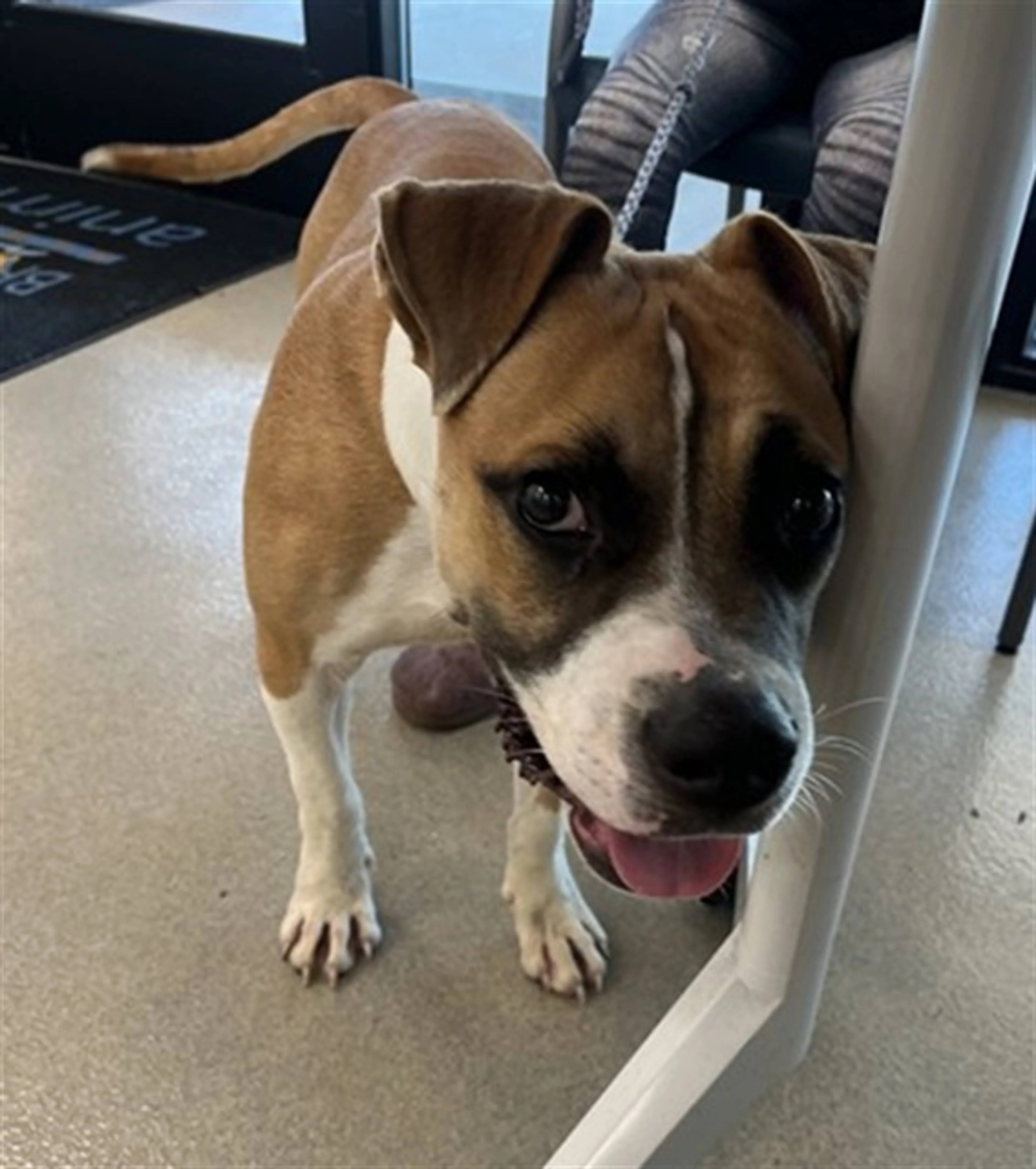 Found pet
