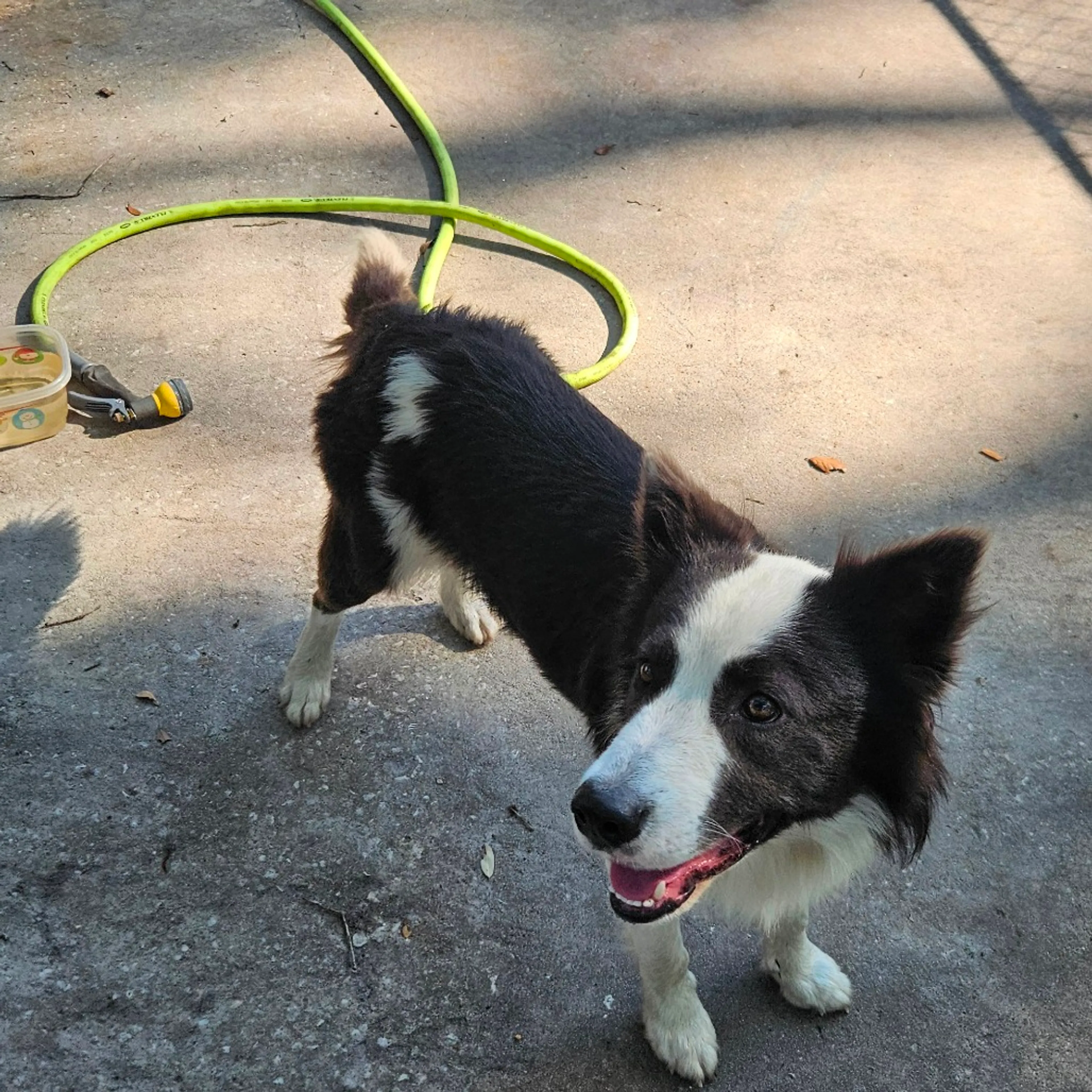 Found pet-1