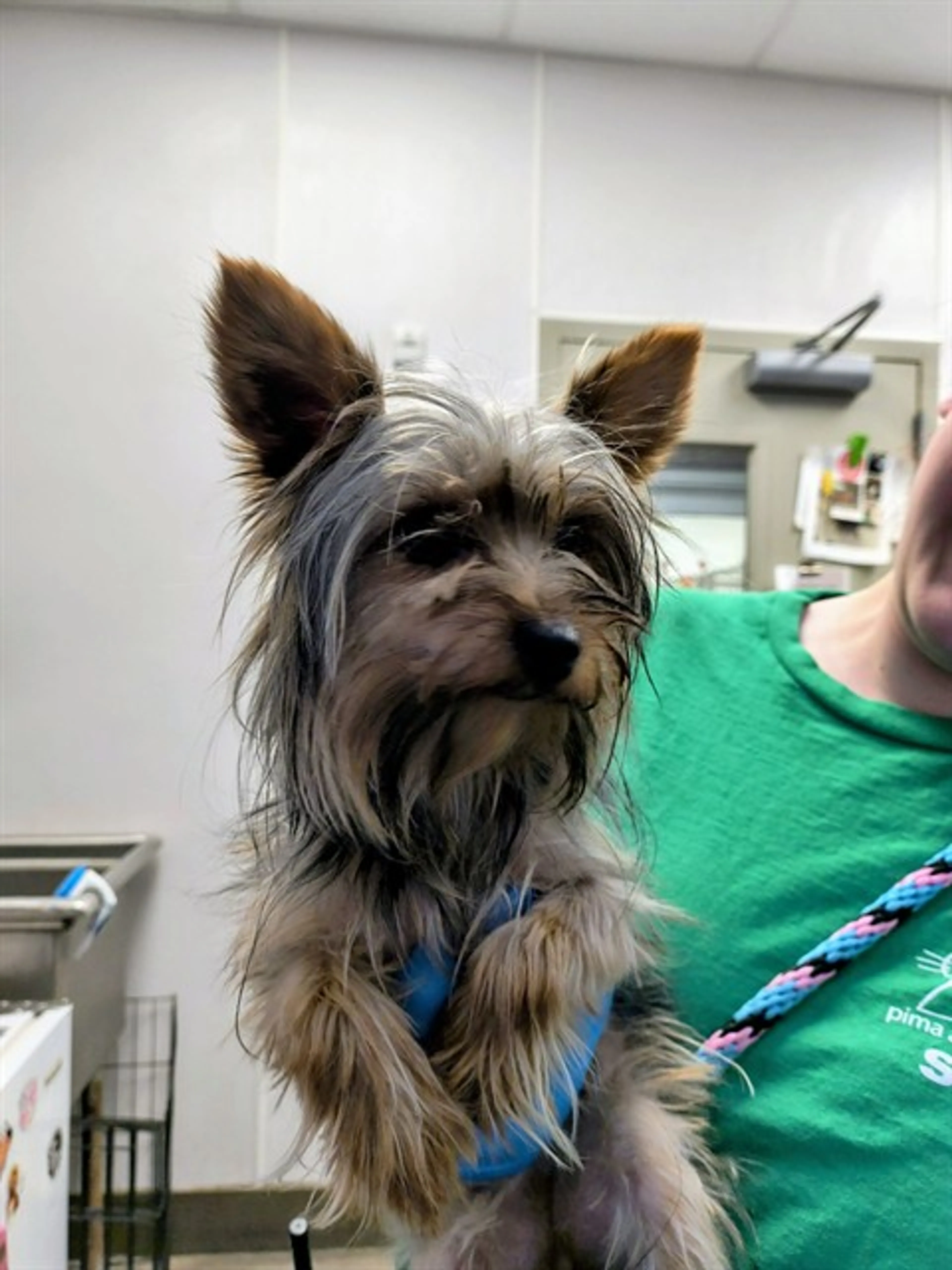 Found pet
