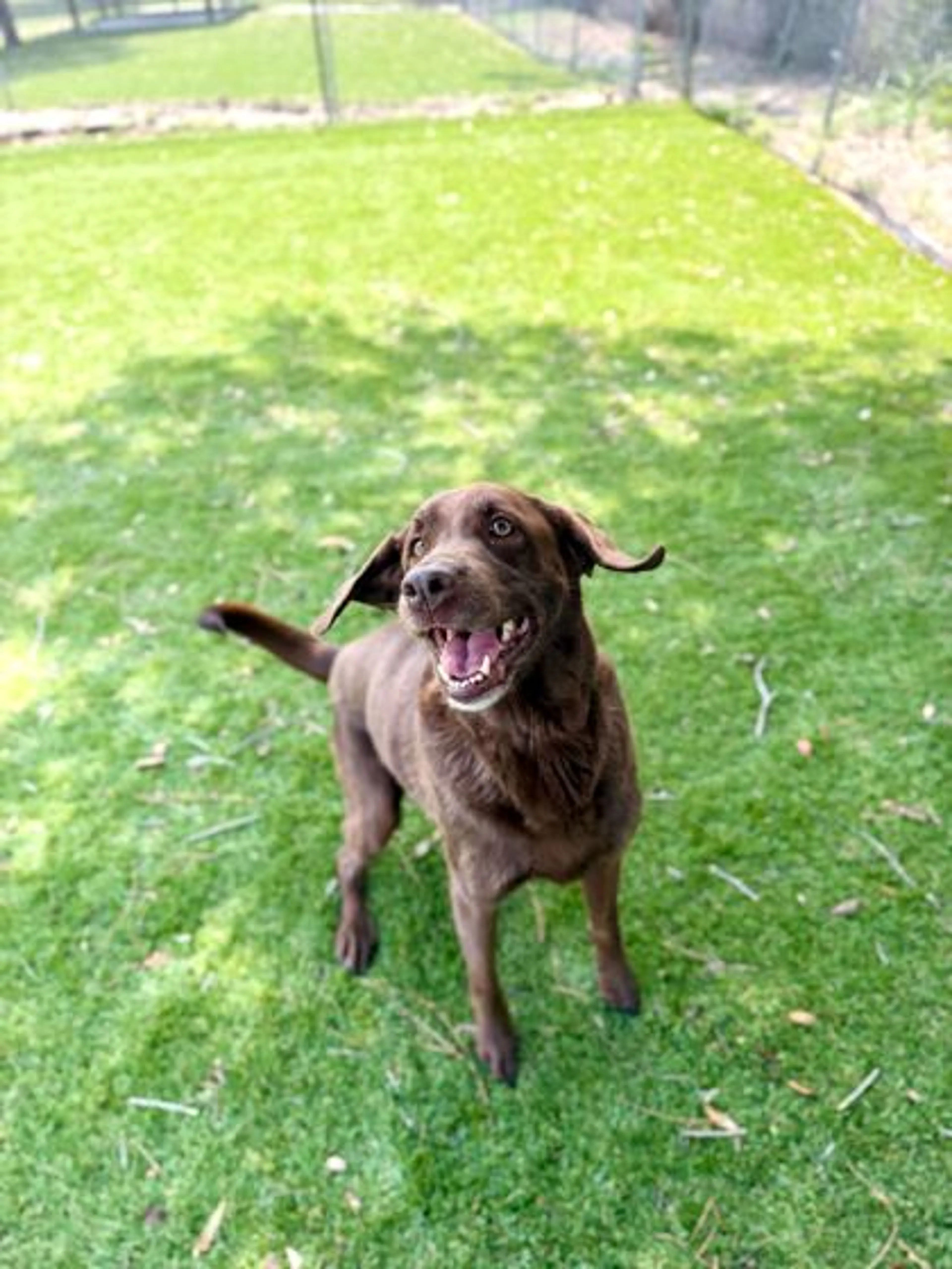 Found pet-1