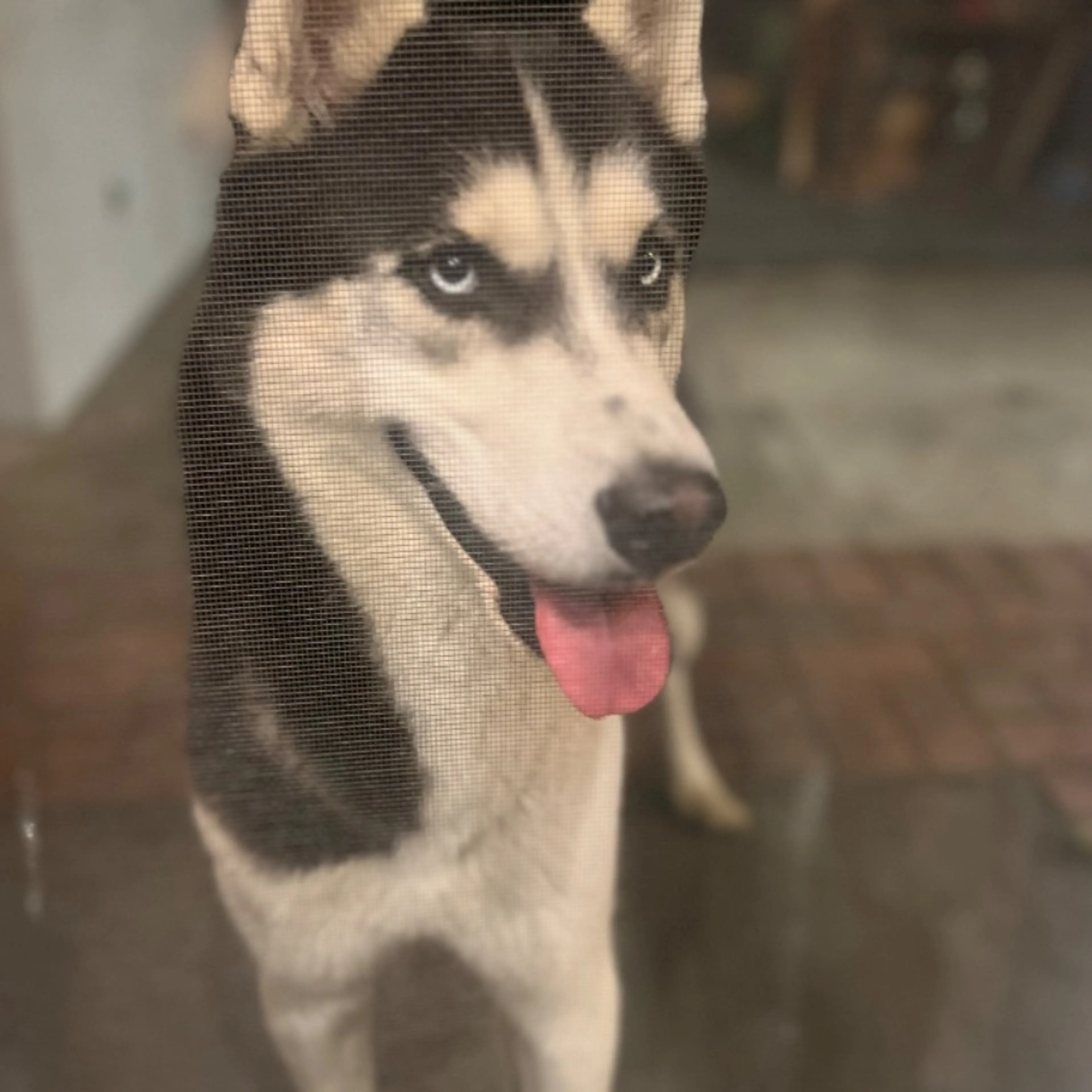 Found pet